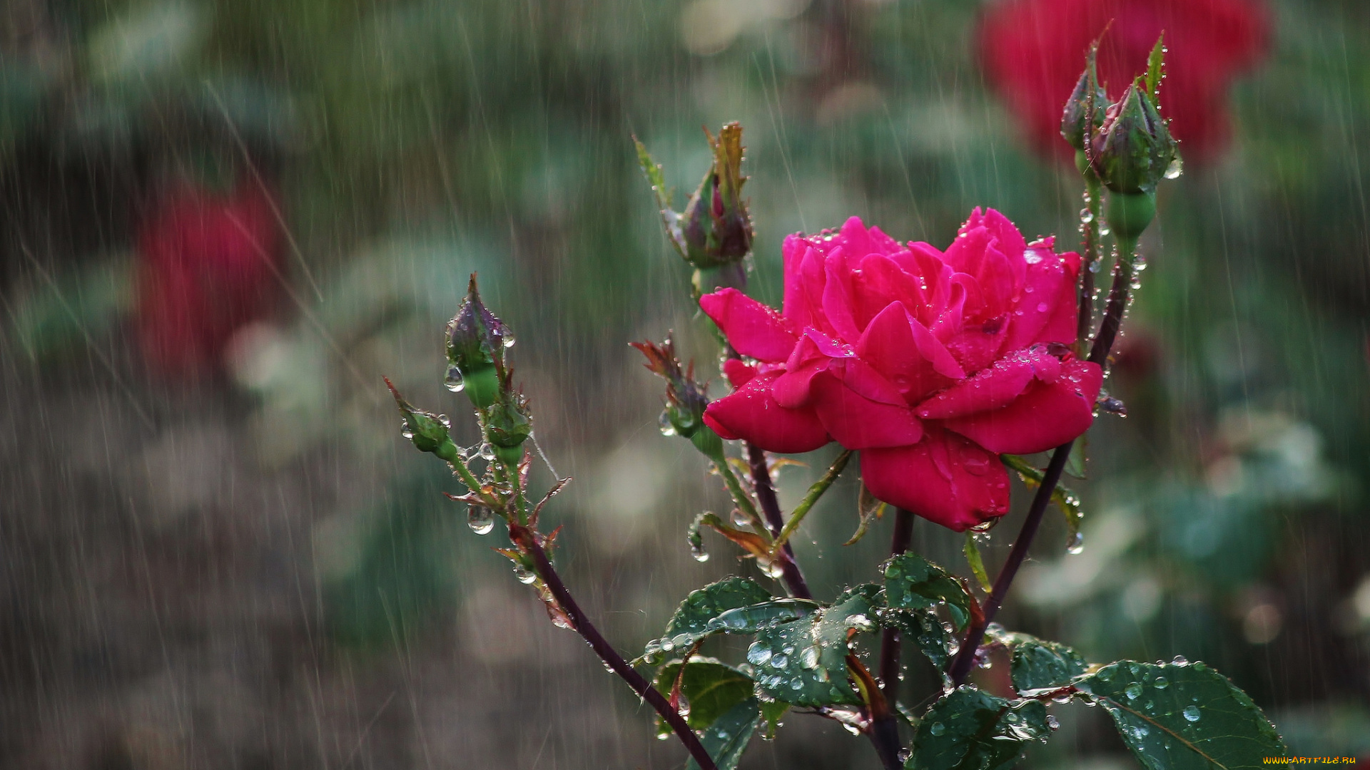 цветы, розы, бутоны, капли, дождь