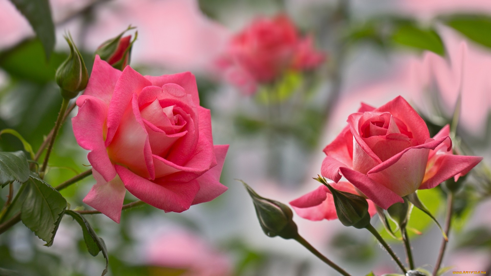 цветы, розы, розовый, бутоны