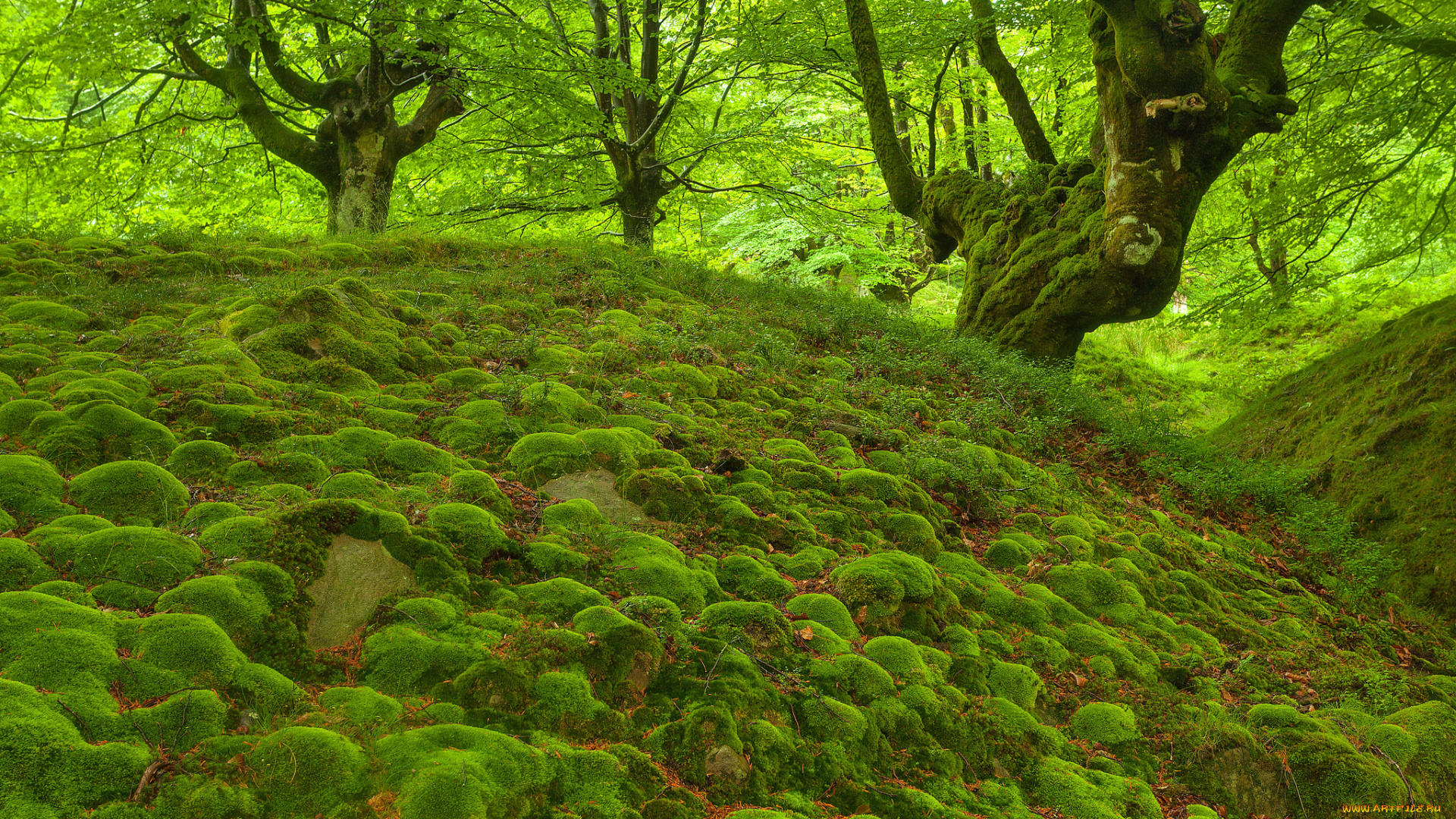 природа, лес, зелень, британский, камни, мох, деревья