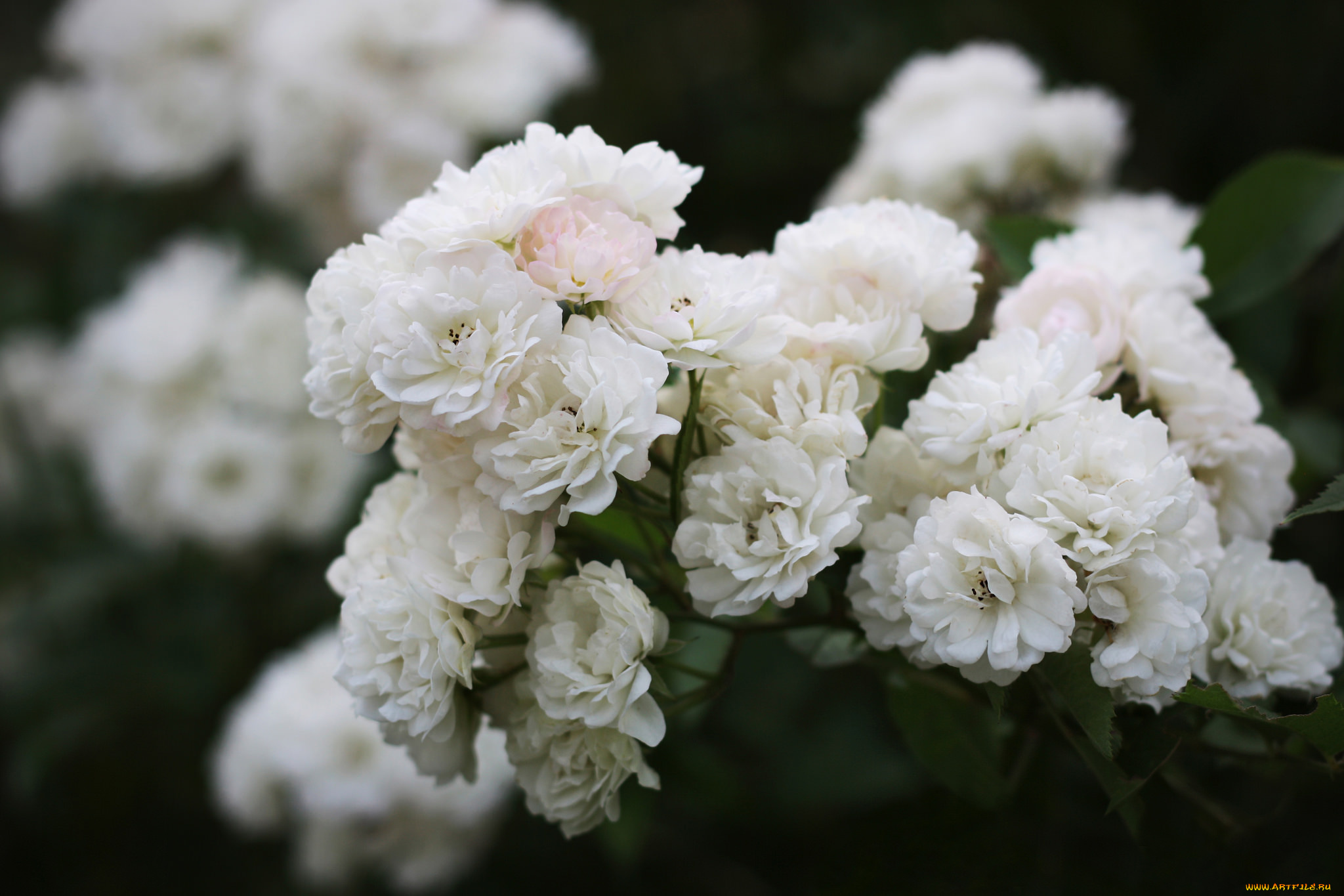 цветы, розы, роза, leaves, цветение, листья, лепестки, petals, bud, blossoms, бутон, rose