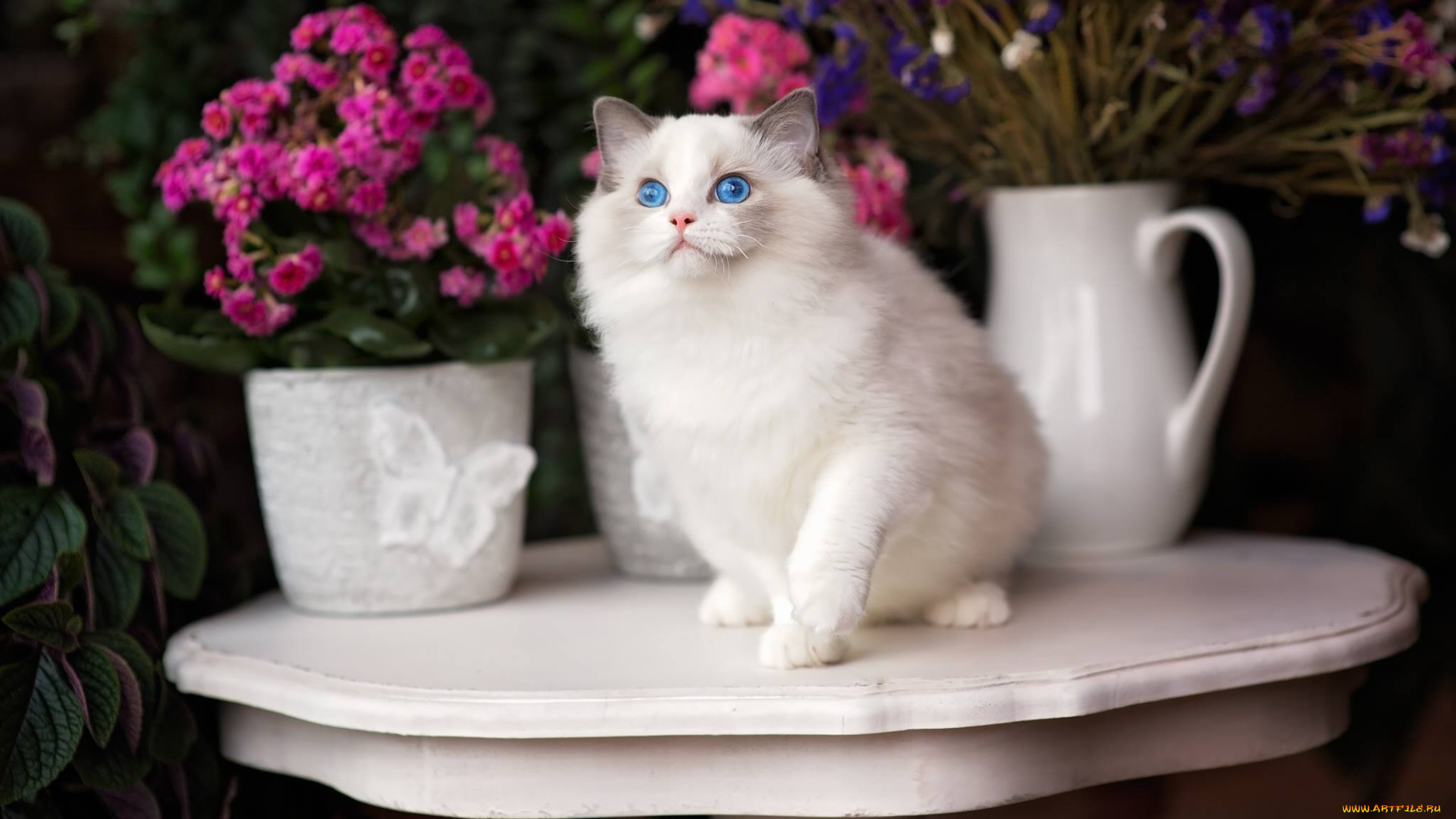животные, коты, голубые, глаза, цветы, кошка