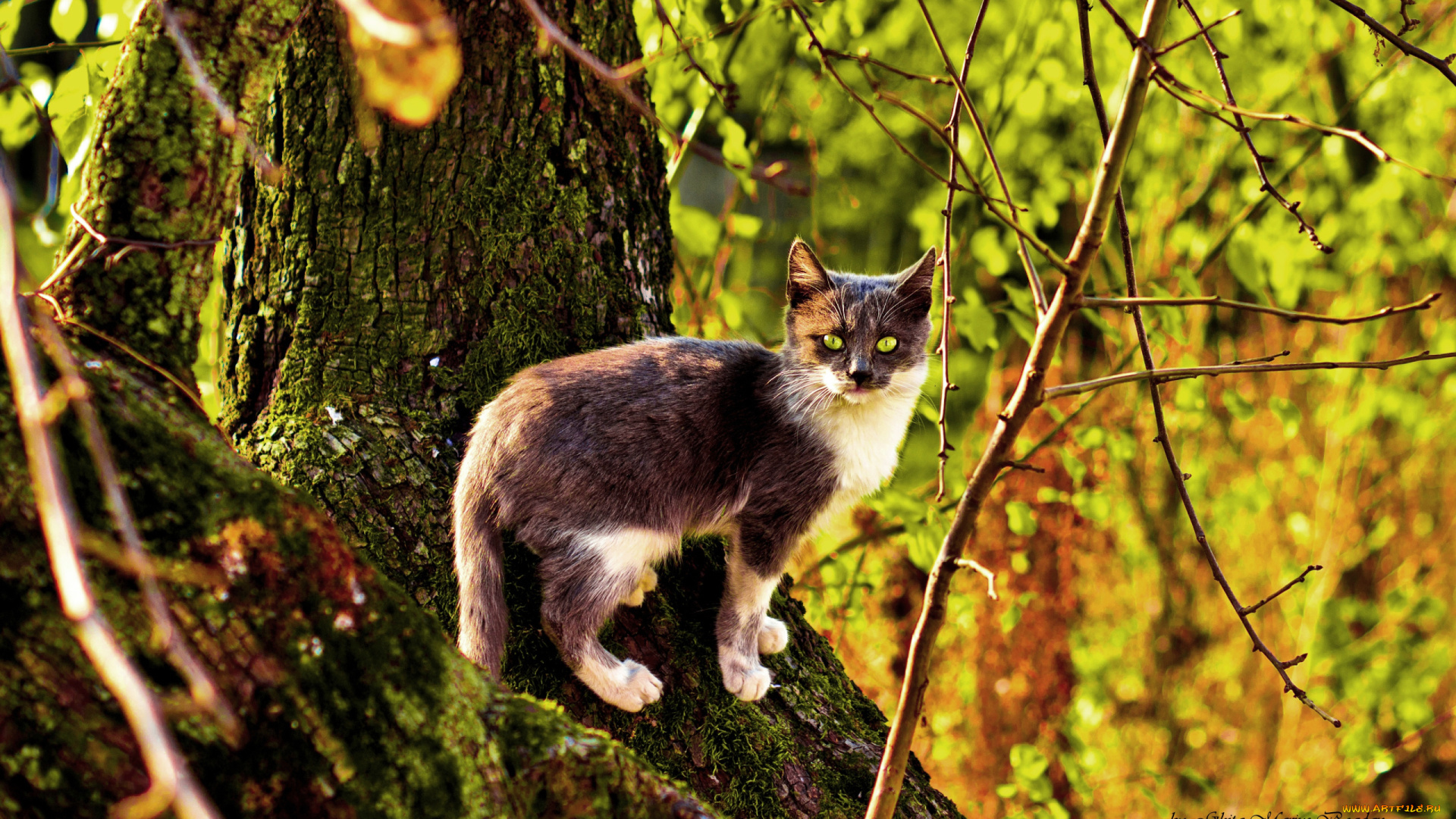 животные, коты, кот, осень, дерево