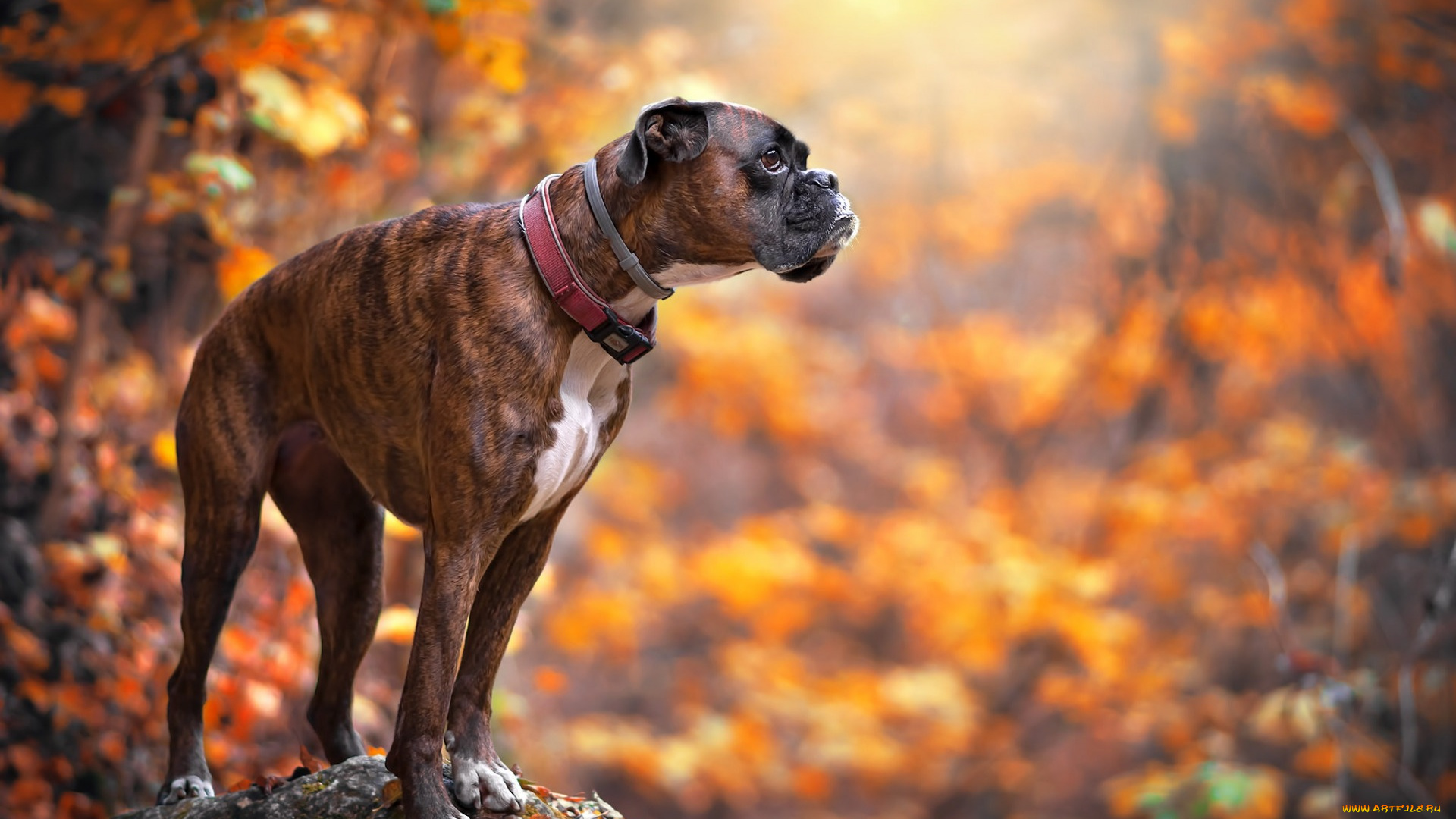 животные, собаки, домашние, лес, желтые, листья, осень, собака, боксер