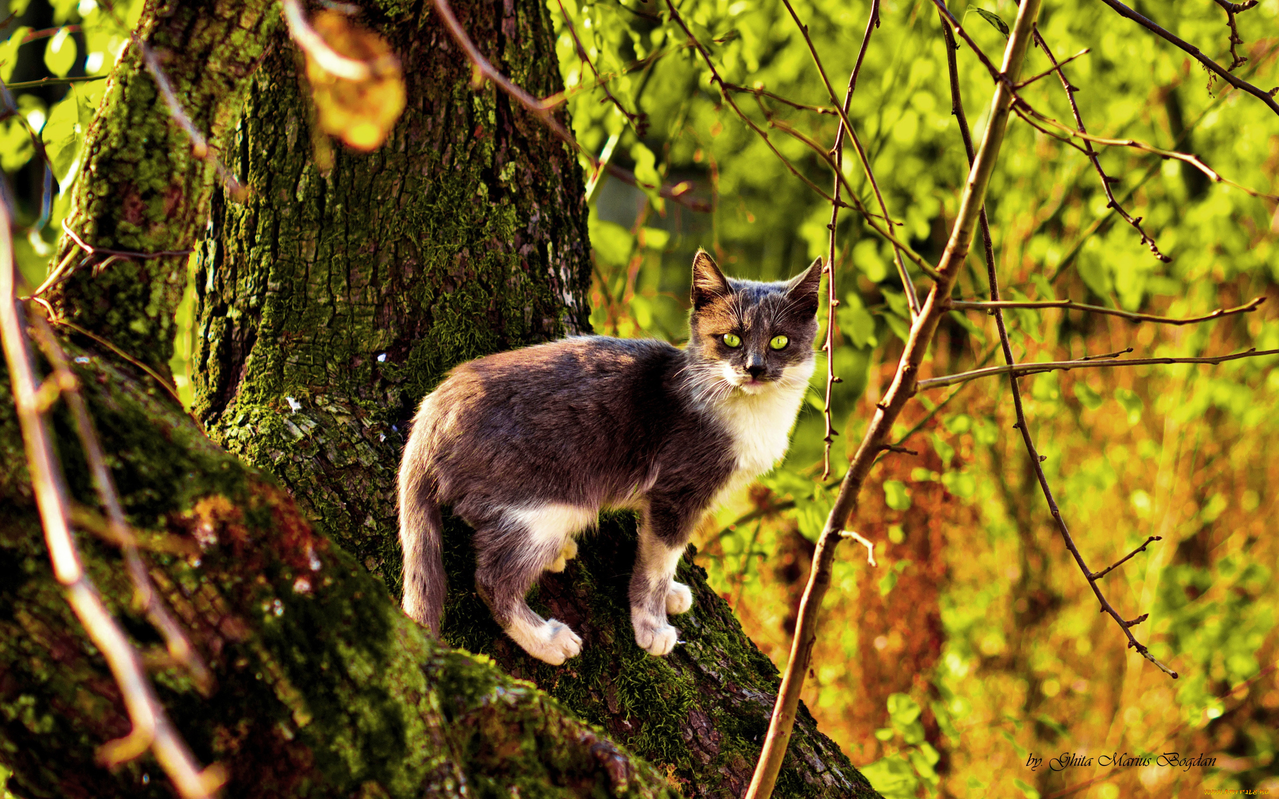 животные, коты, кот, осень, дерево