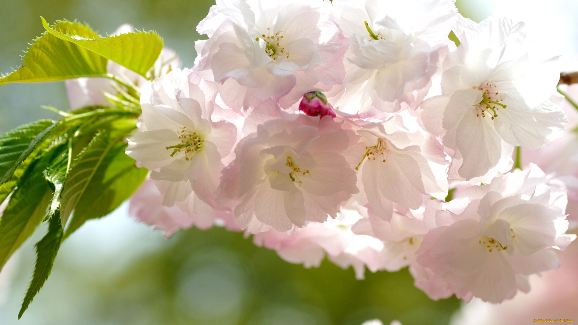 цветы, сакура, вишня, пушистики, цветение, ветка