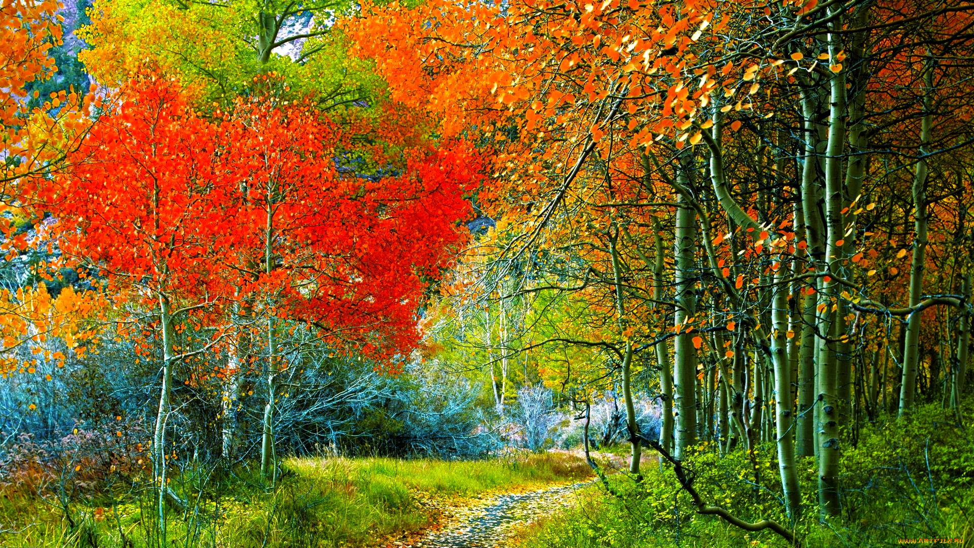 природа, лес, осень, тропинка, парк, осины