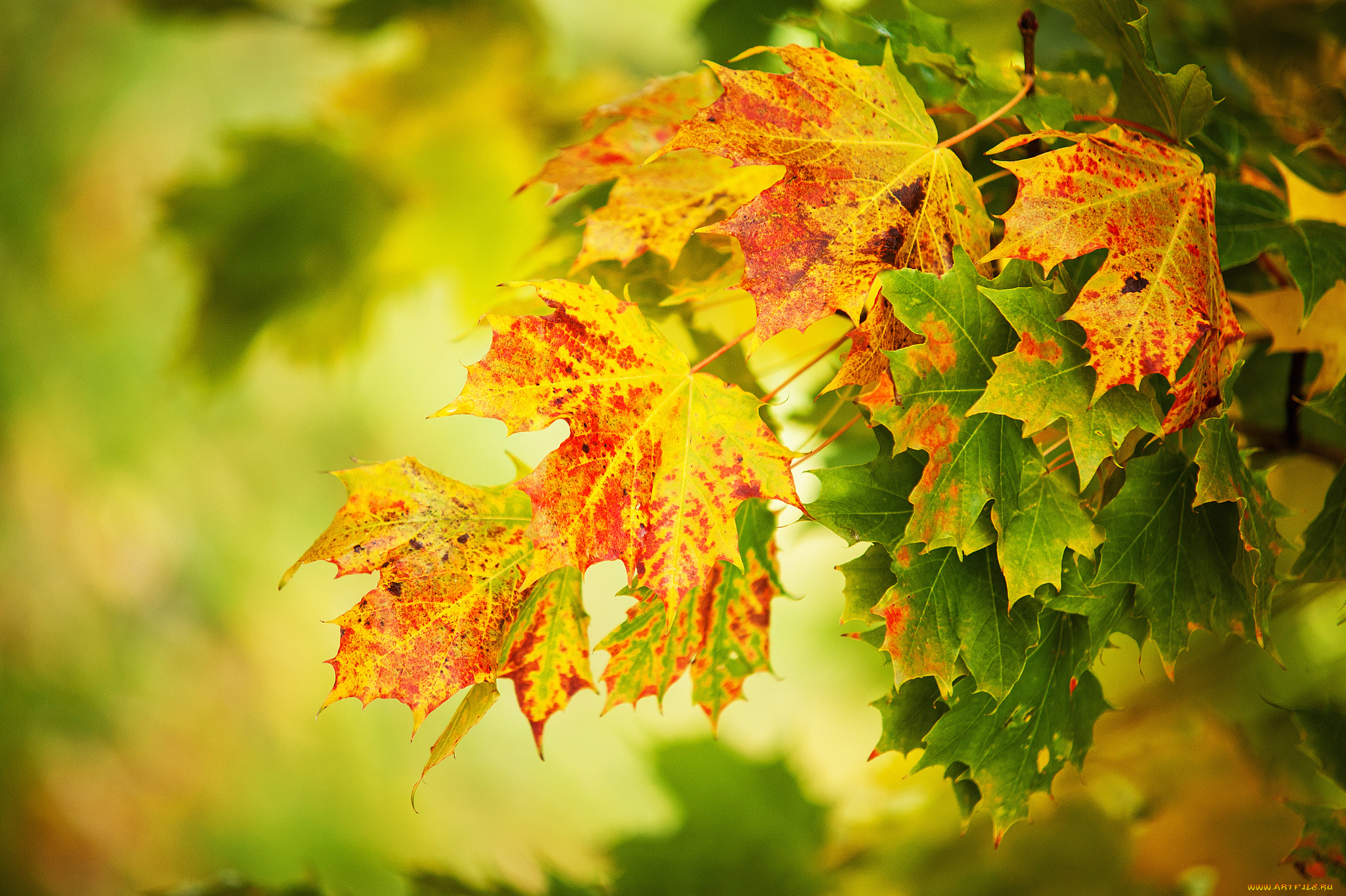 природа, листья, клён, осень