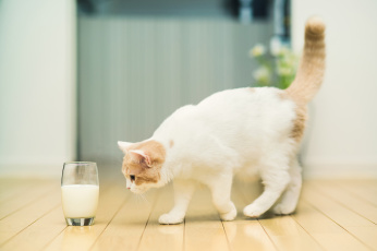 обоя животные, коты, кошка, стакан, молоко