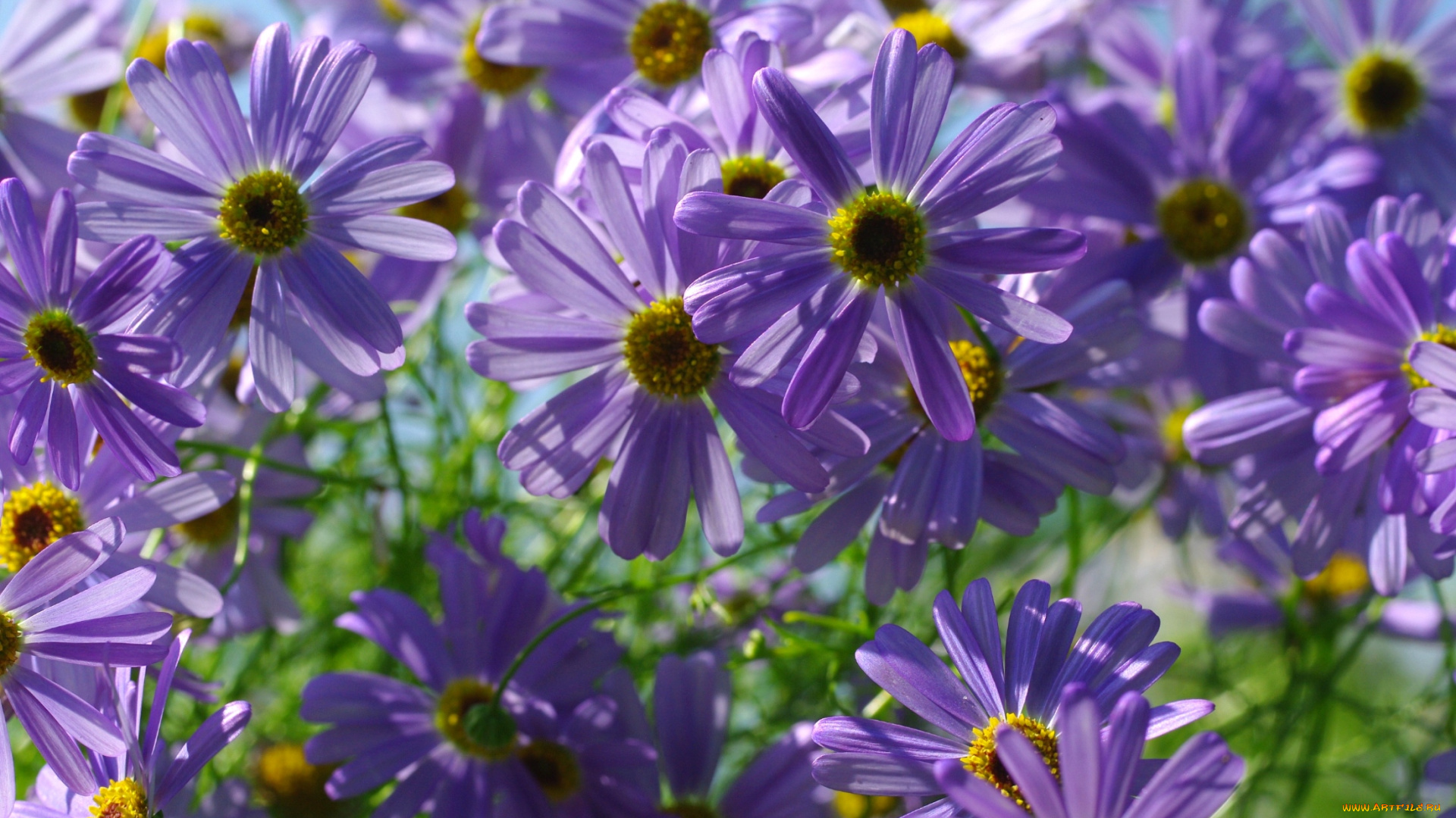 цветы, ромашки, фиолетовый