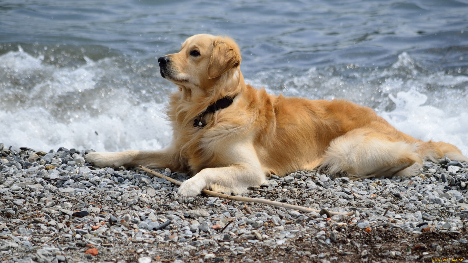 животные, собаки, пляж, море, собака, галька