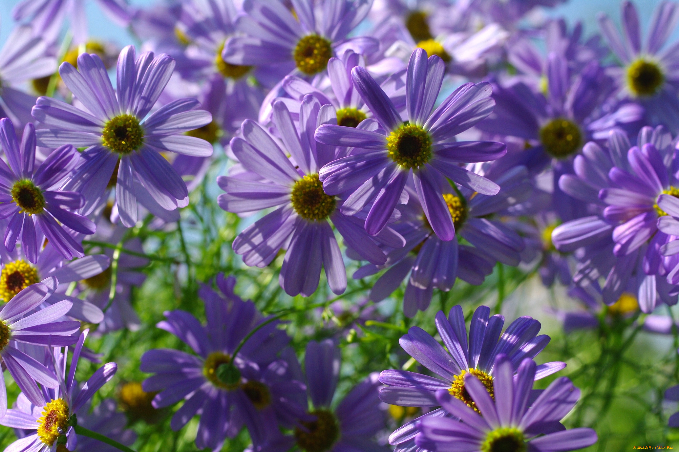 цветы, ромашки, фиолетовый