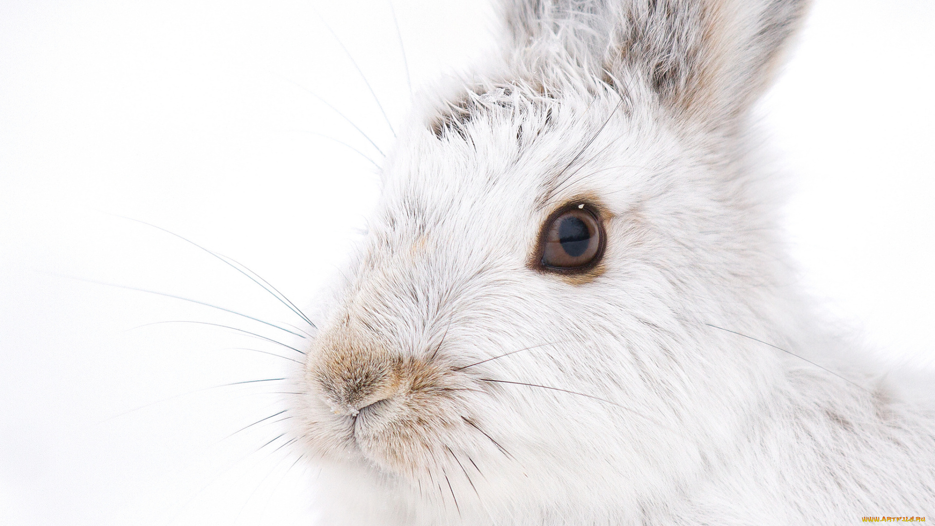 животные, кролики, , зайцы, взгляд, усы, белый, мордочка, кролик
