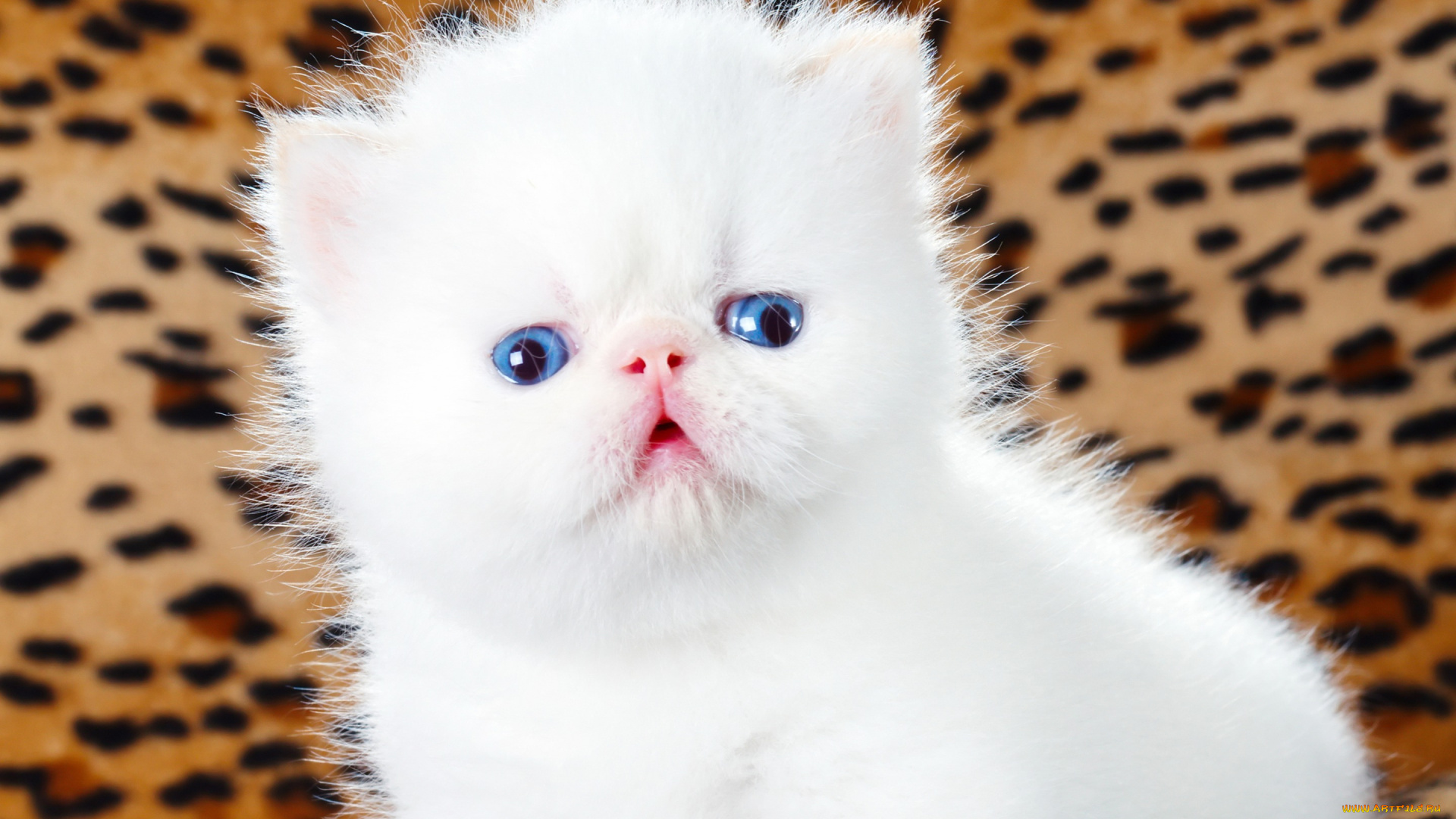 животные, коты, голубоглазый, пушистый, кошки, мило, леопардовый, фон, белый, котенок