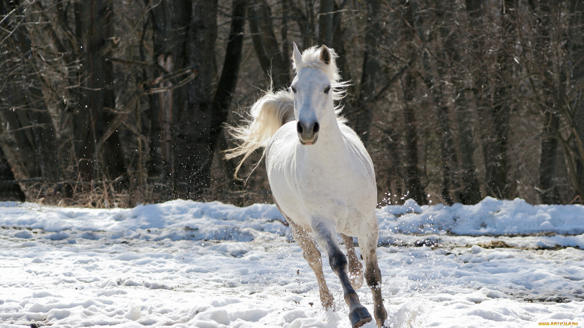 животные, лошади, деревья, конь, снег, зима, белая, лошадь, скачет