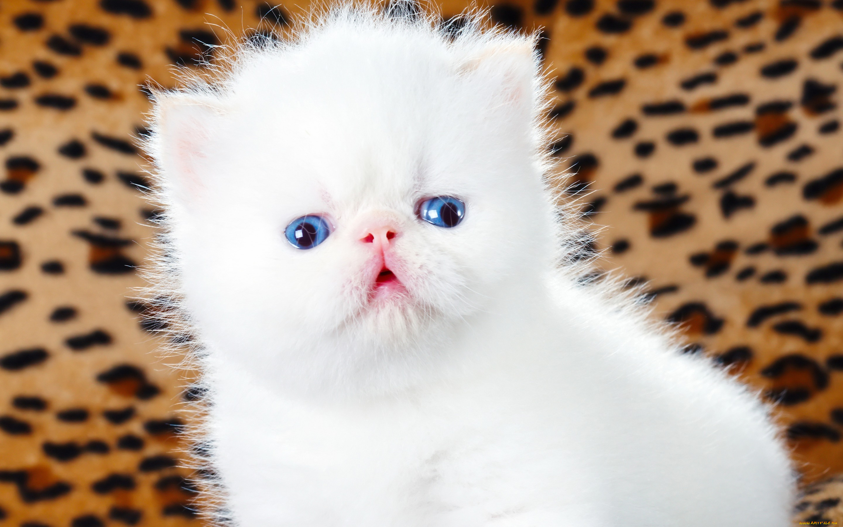 животные, коты, голубоглазый, пушистый, кошки, мило, леопардовый, фон, белый, котенок