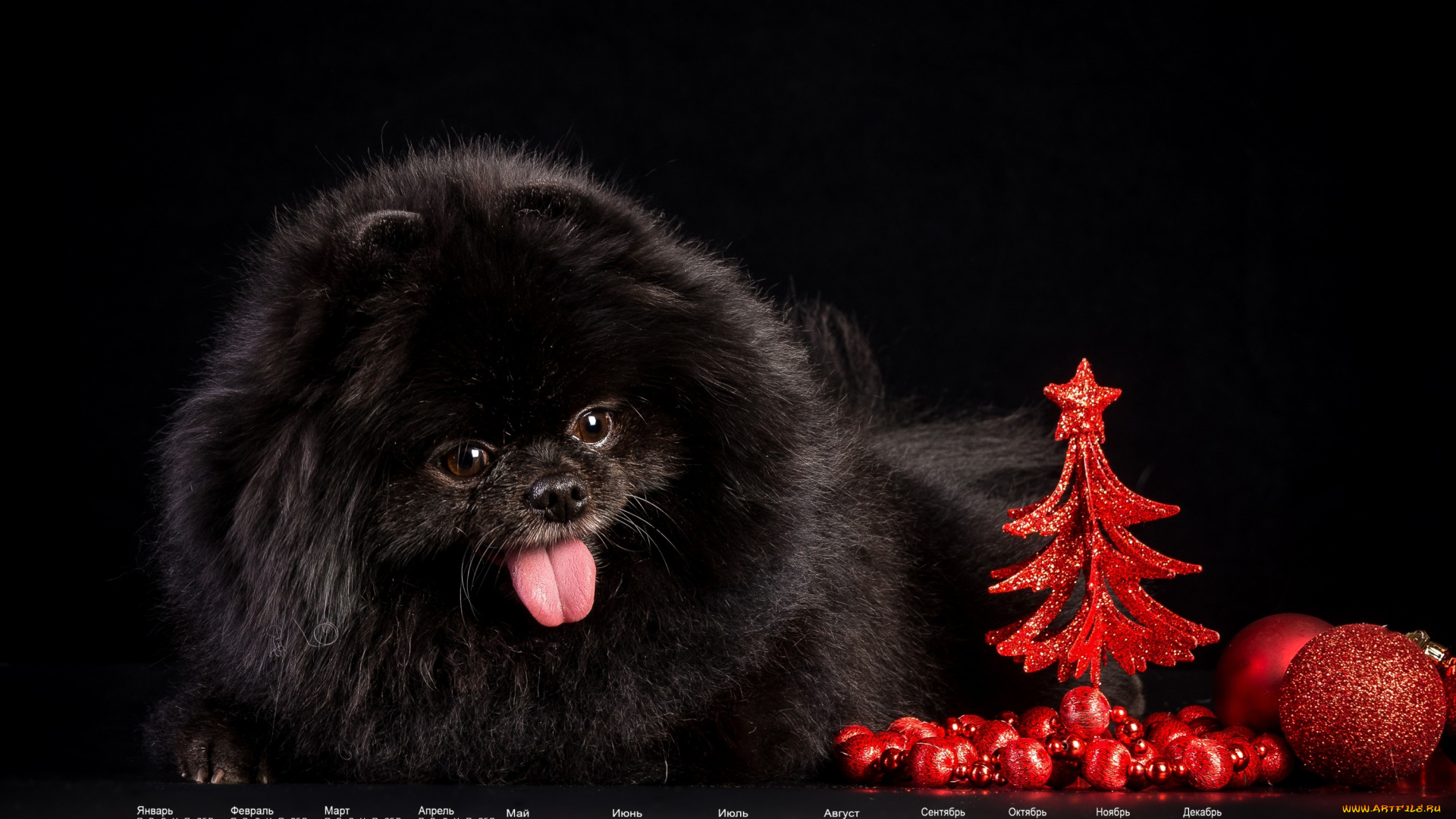 календари, животные, черный, фон, собака, 2018