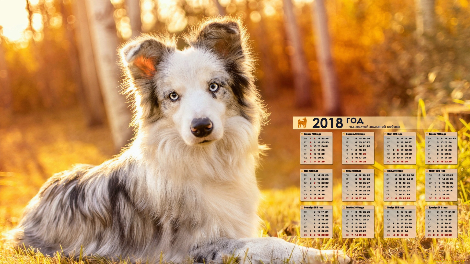 календари, животные, природа, трава, 2018, взгляд, собака