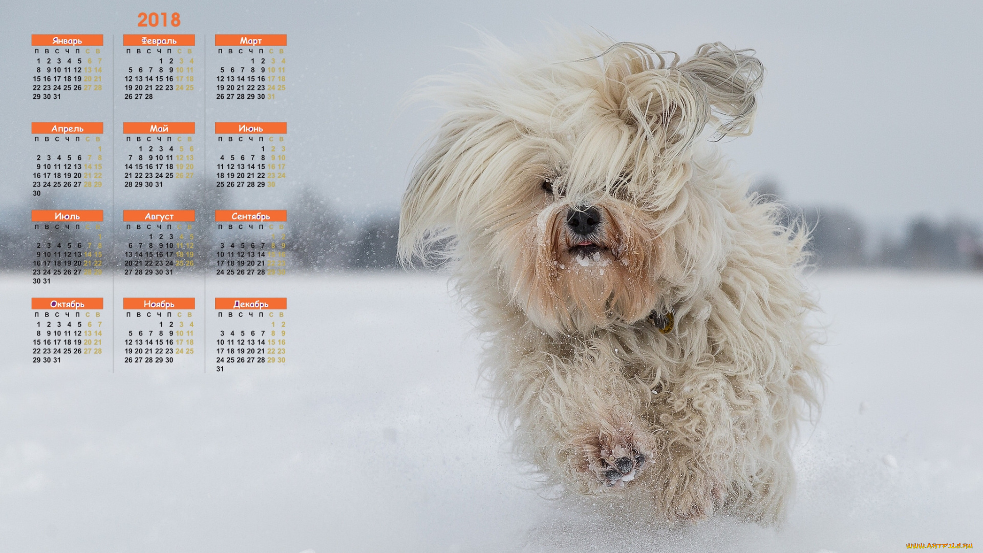 календари, животные, снег, бег, 2018, собака