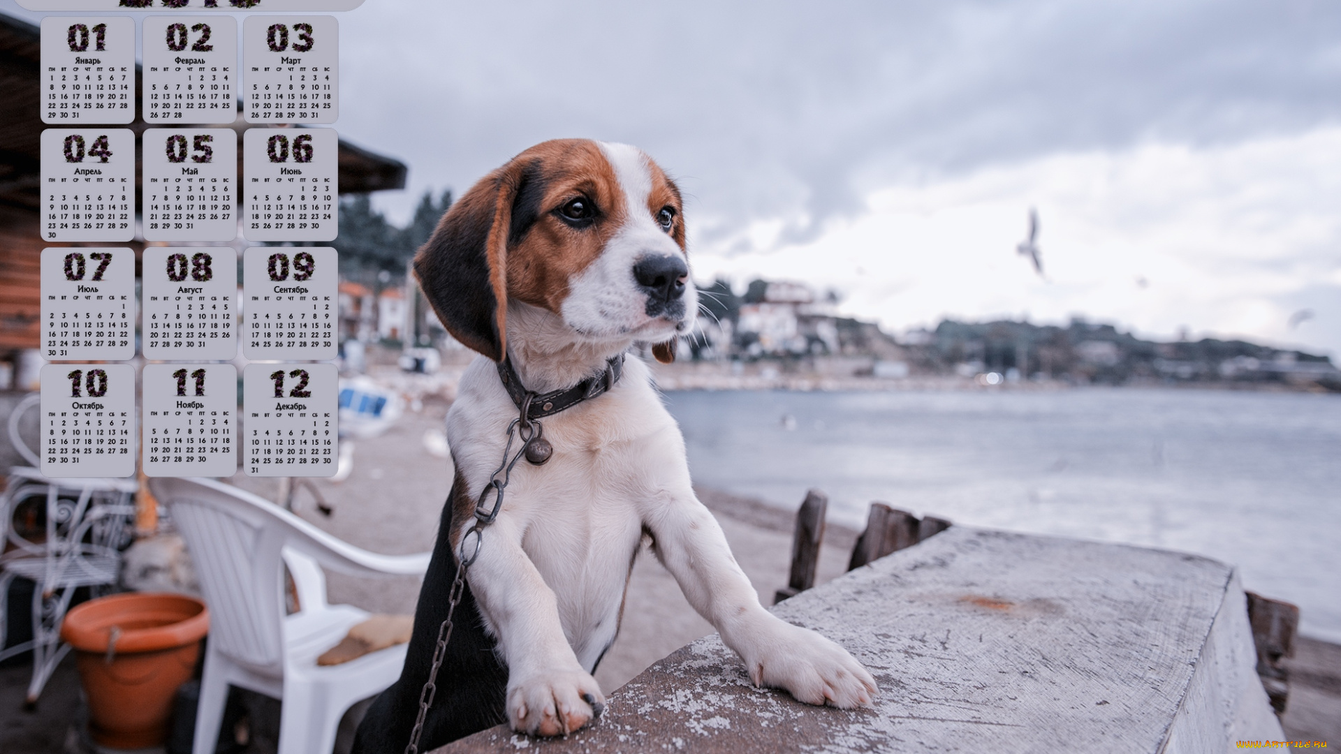 календари, животные, водоем, взгляд, собака, 2018