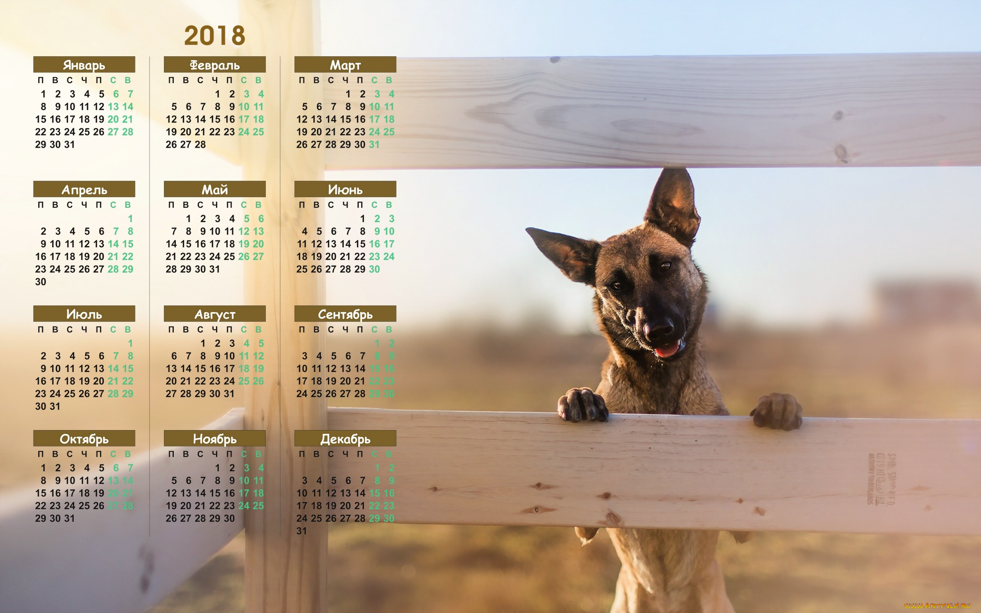 календари, животные, взгляд, собака, 2018