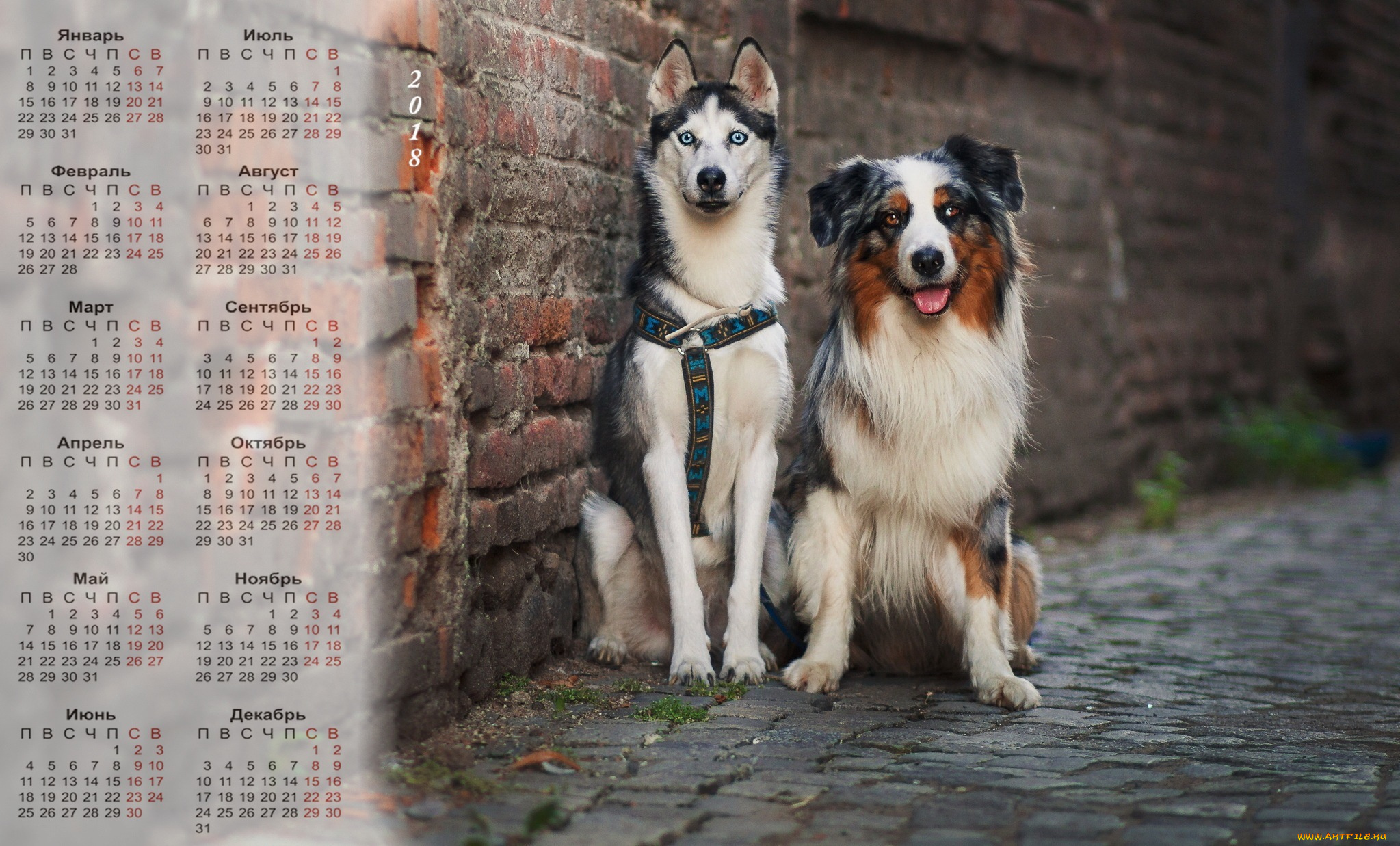 календари, животные, двое, собака, 2018, улица, взгляд