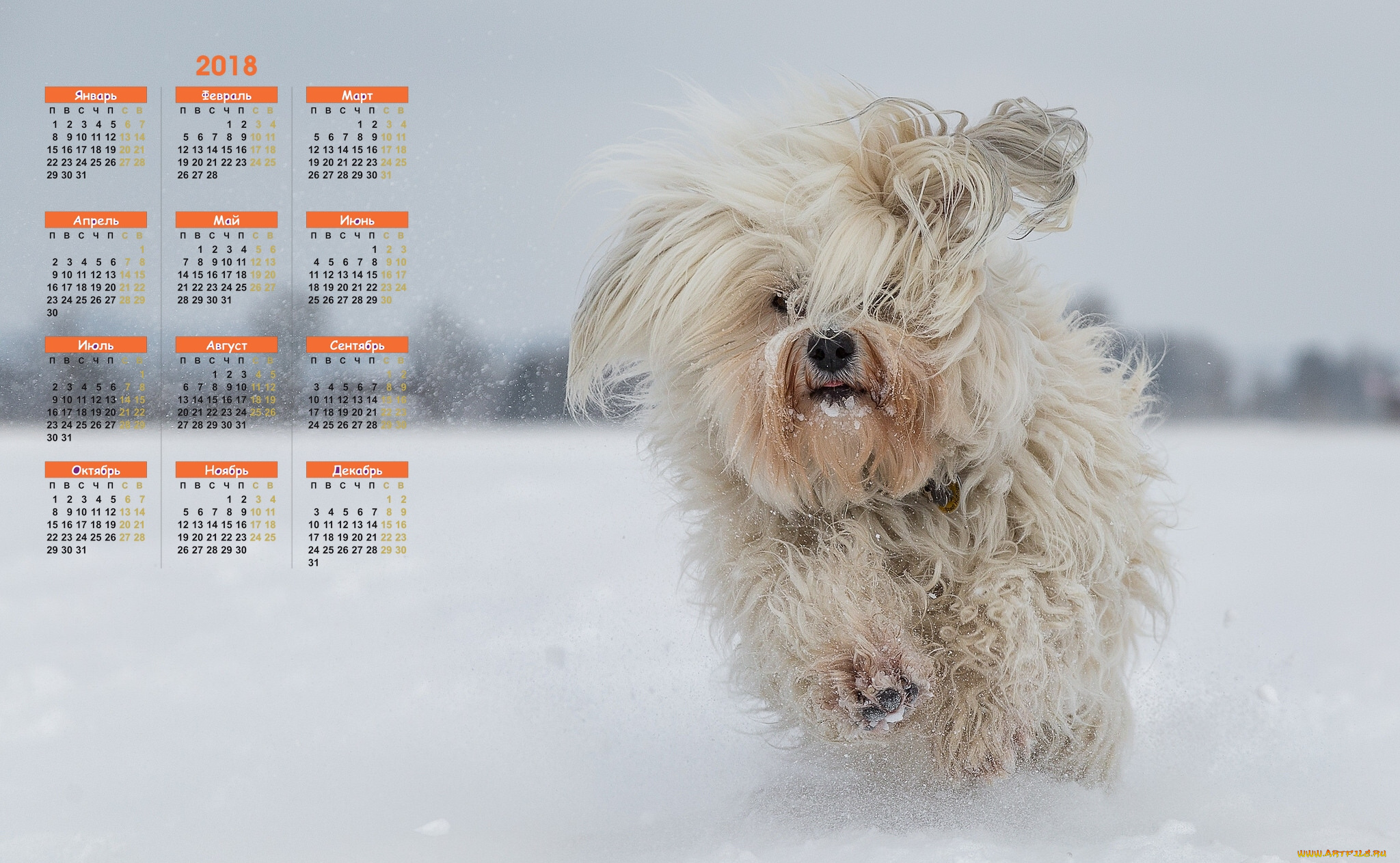 календари, животные, снег, бег, 2018, собака