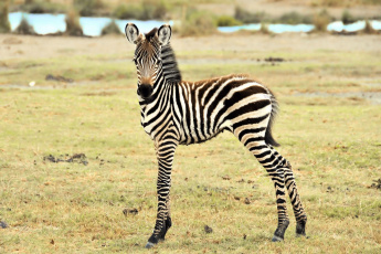 Картинка животные зебры зебра детеныш