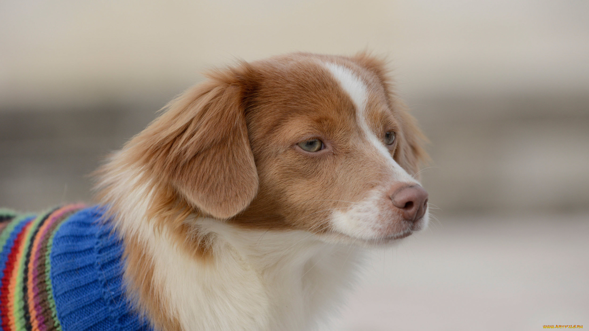 животные, собаки, spaniel, взгляд, друг