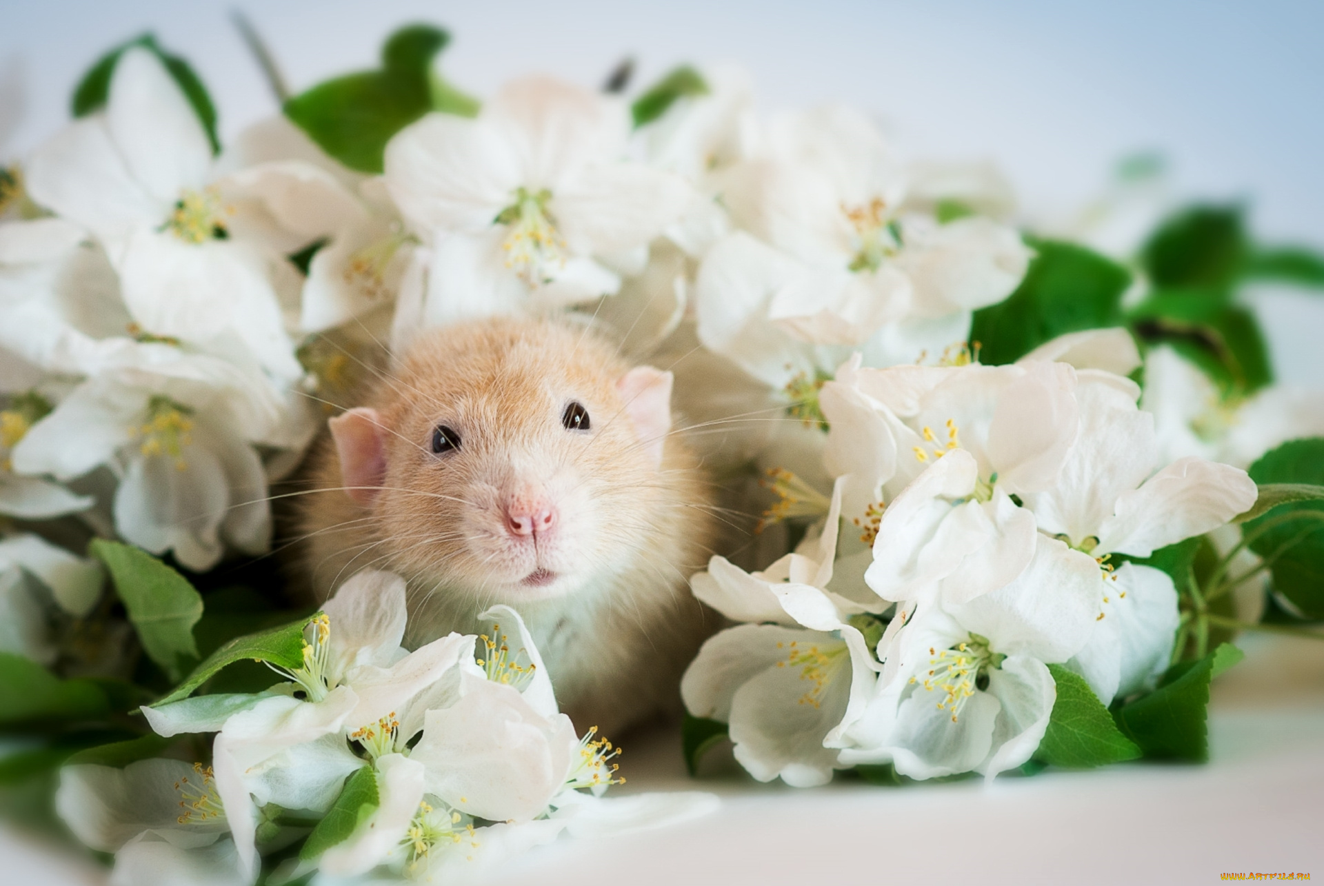 животные, крысы, , мыши, крыса, мордочка, цветы