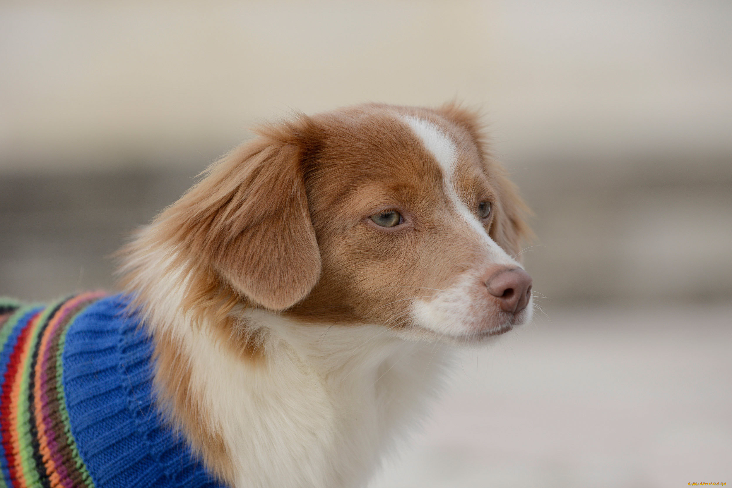 животные, собаки, spaniel, взгляд, друг