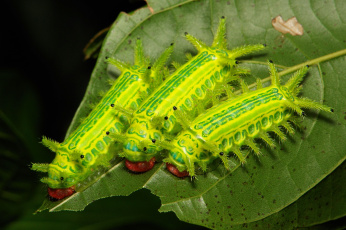 Картинка животные гусеницы трио лист макро насекомое itchydogimages необычные