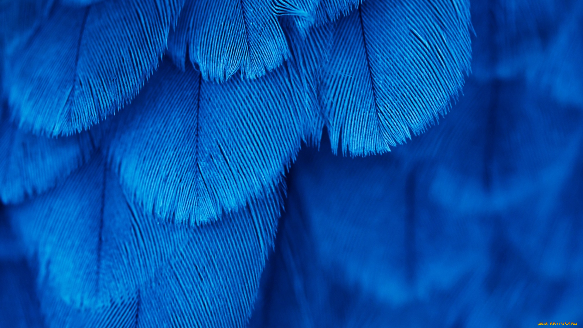 разное, перья, птица, синие, текстура