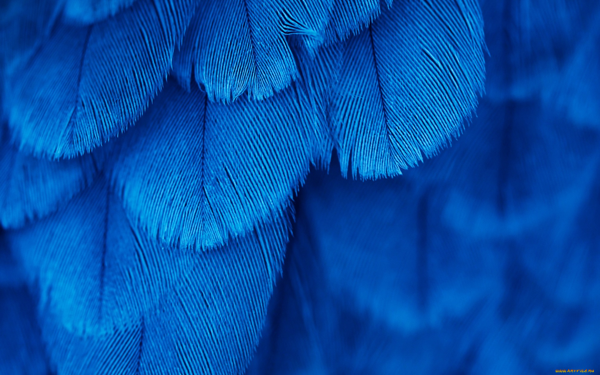 разное, перья, птица, синие, текстура