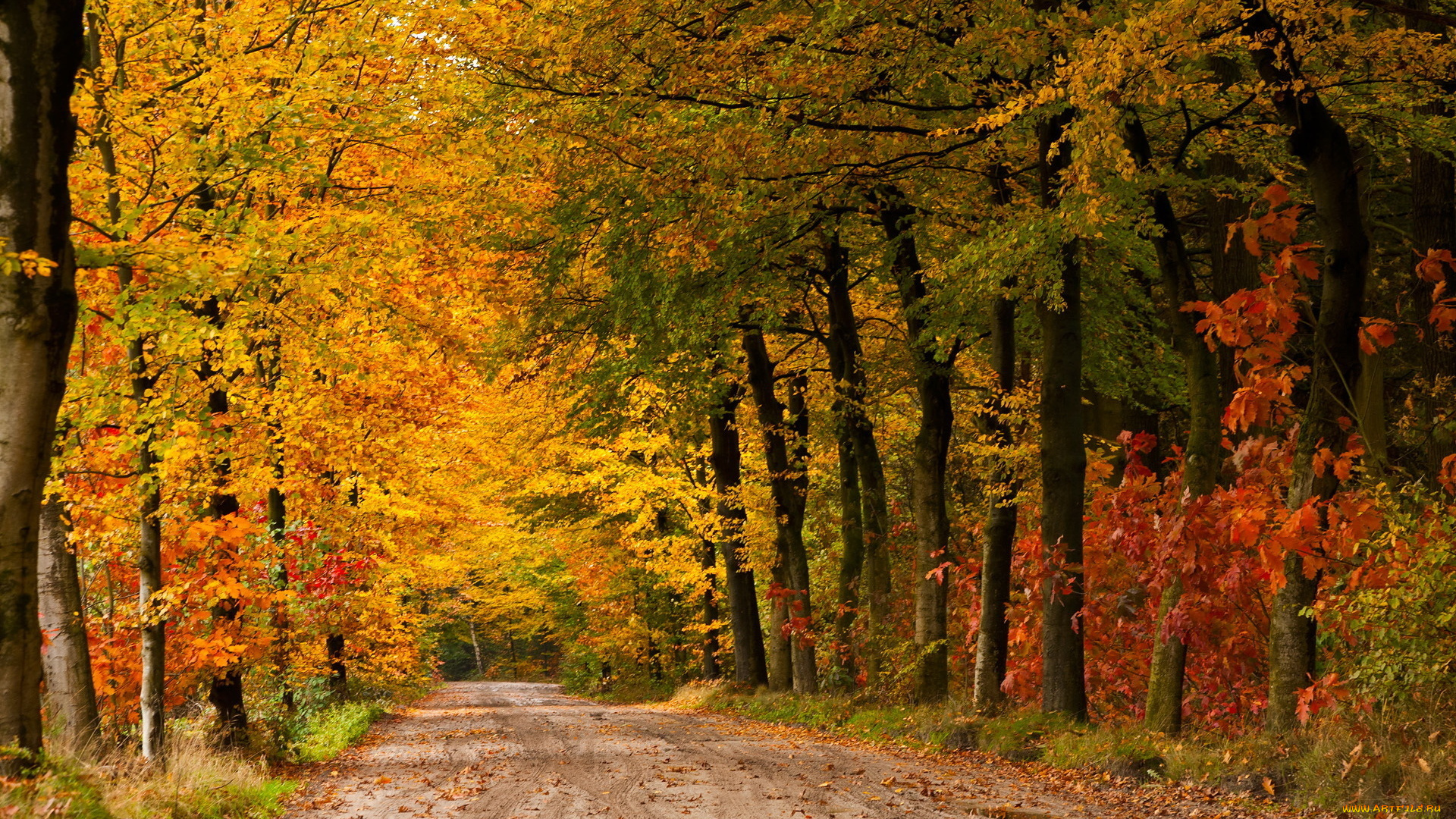 природа, дороги, лес, осень