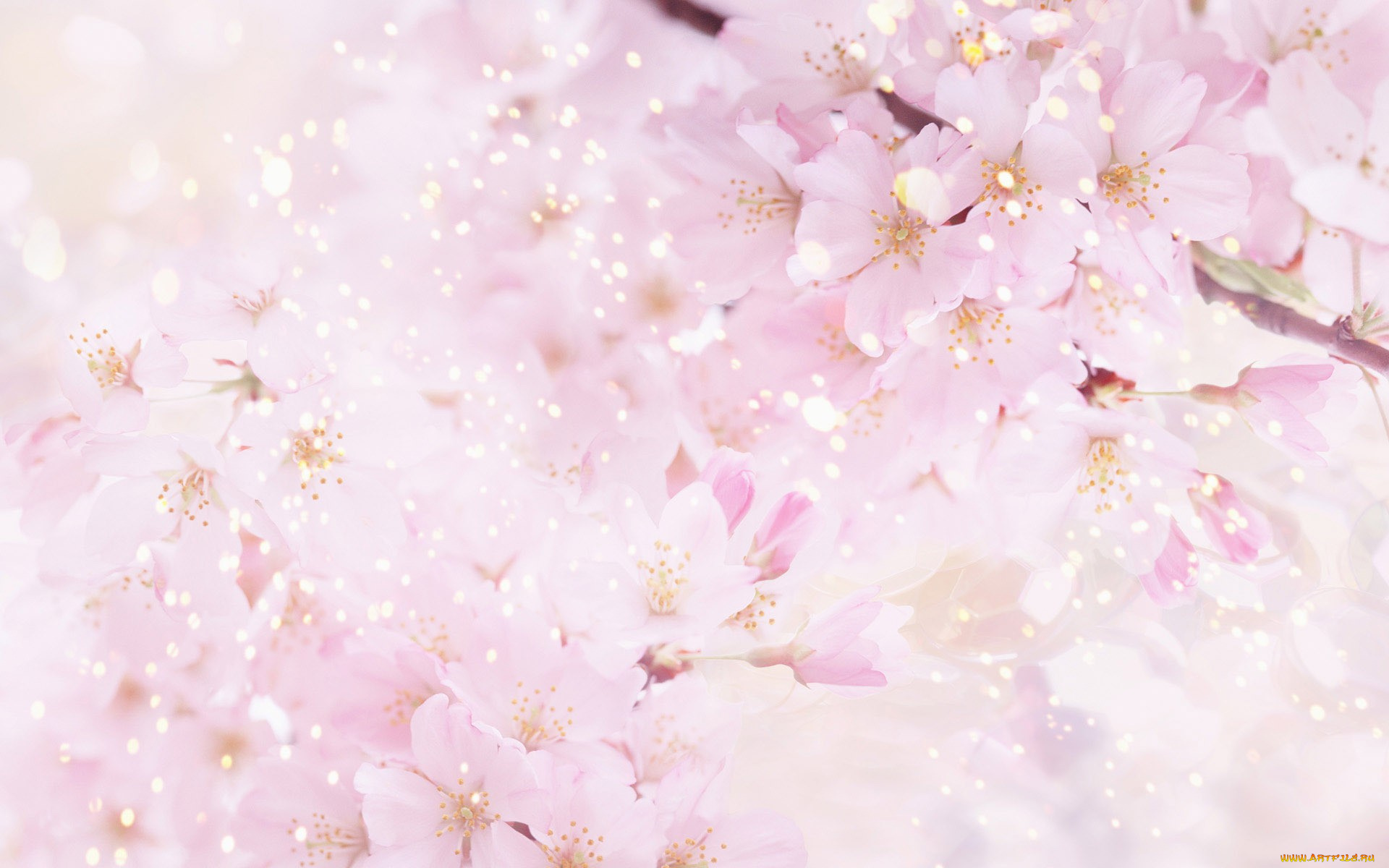 цветы, сакура, вишня, цветение, дерево, весна