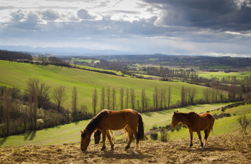 Картинка животные лошади поля холмы дервья кони