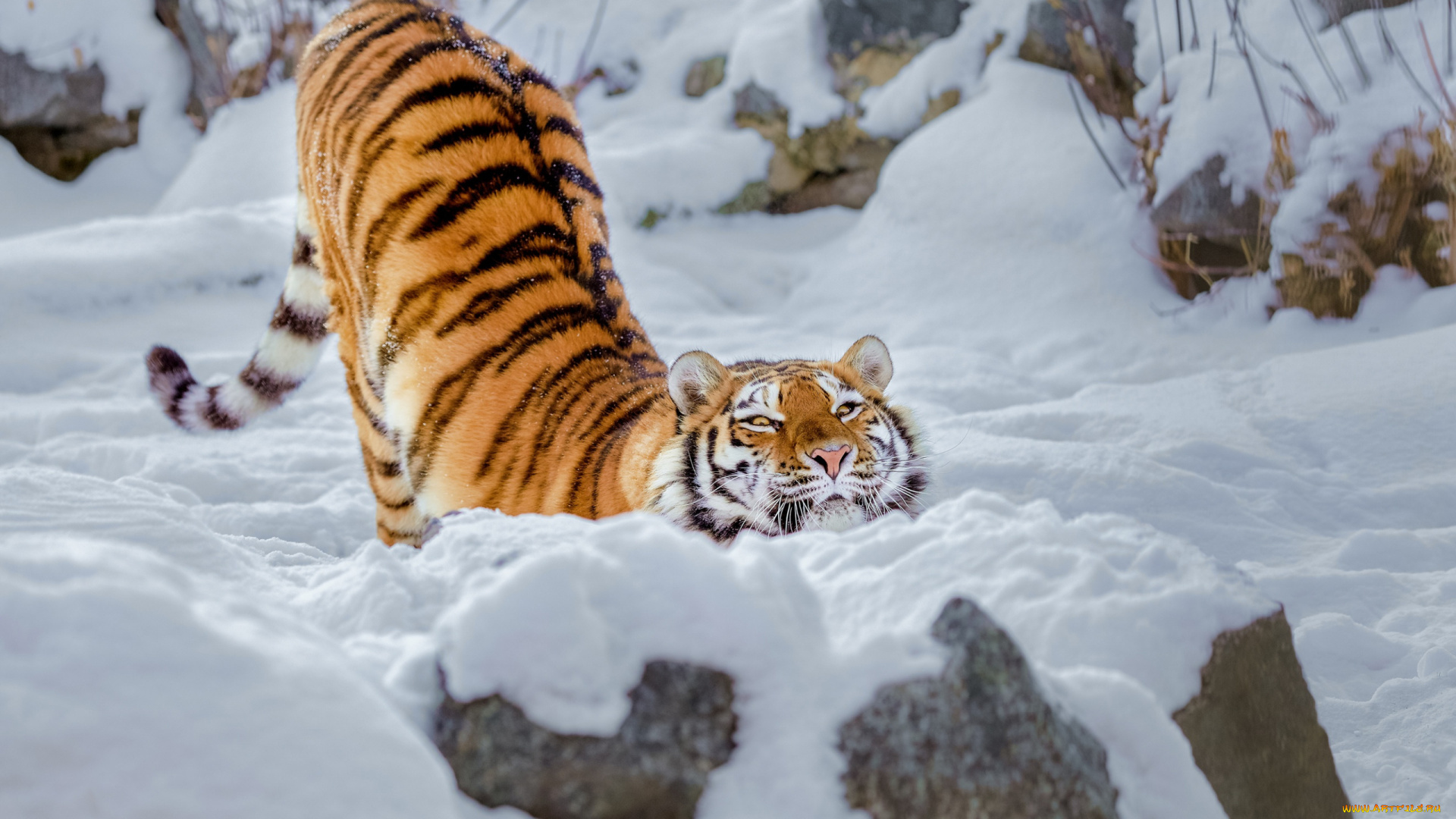 животные, тигры, тигрица, дикая, кошка, снег, зима