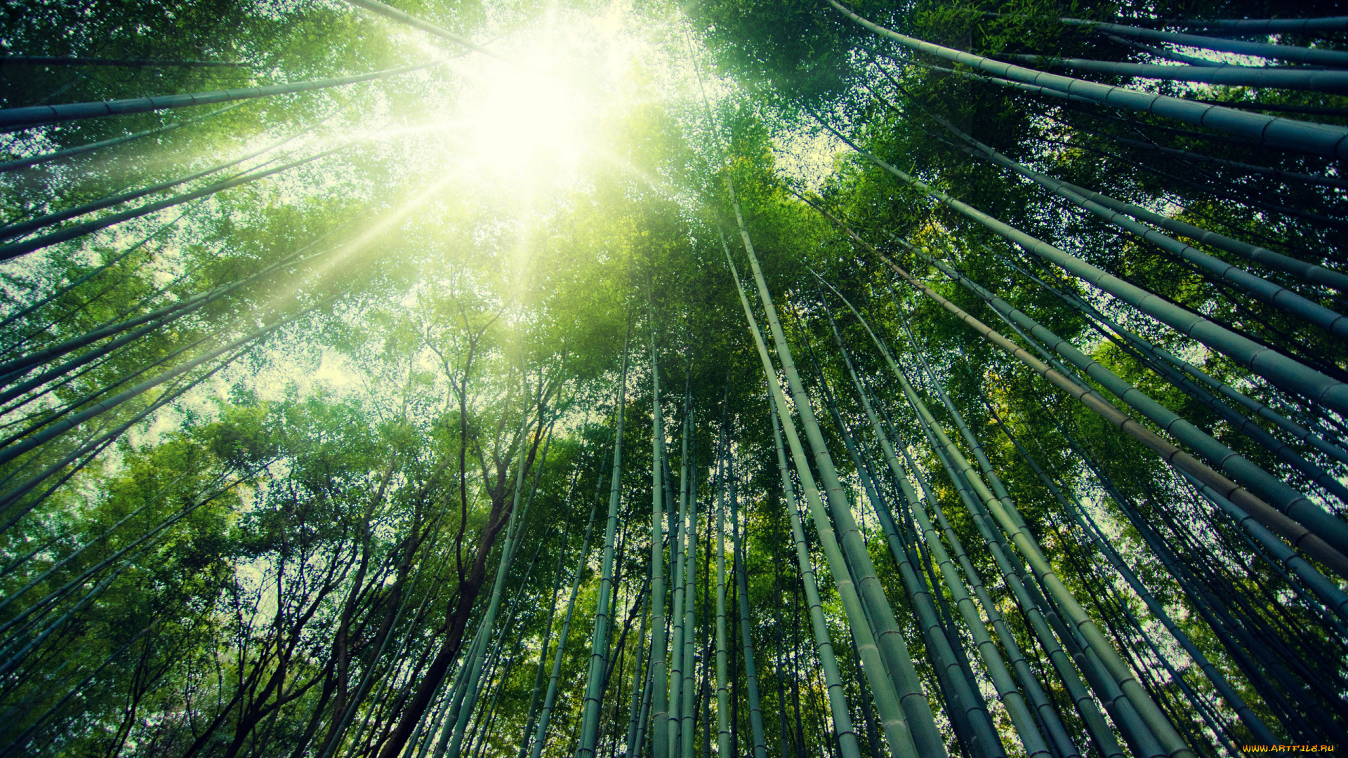 природа, лес, arashiyama, kyoto, japan