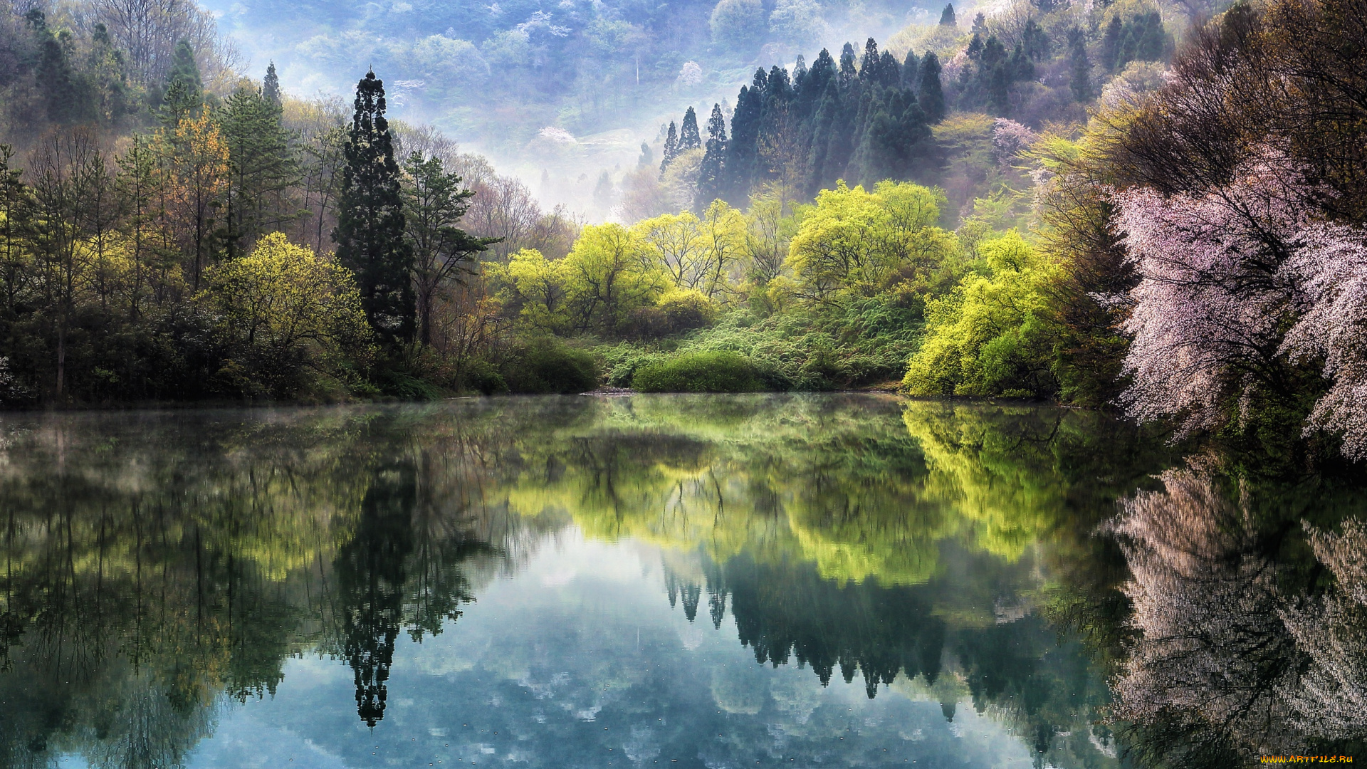 природа, реки, озера, дымка, дервья, сакура, весна, цветы, туман, Япония, озеро