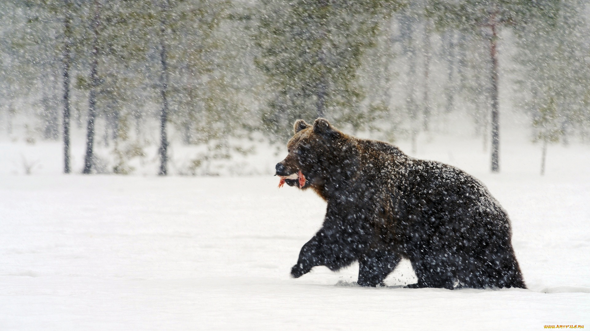 животные, медведи, медведь, бурый, добыча, лес, снег