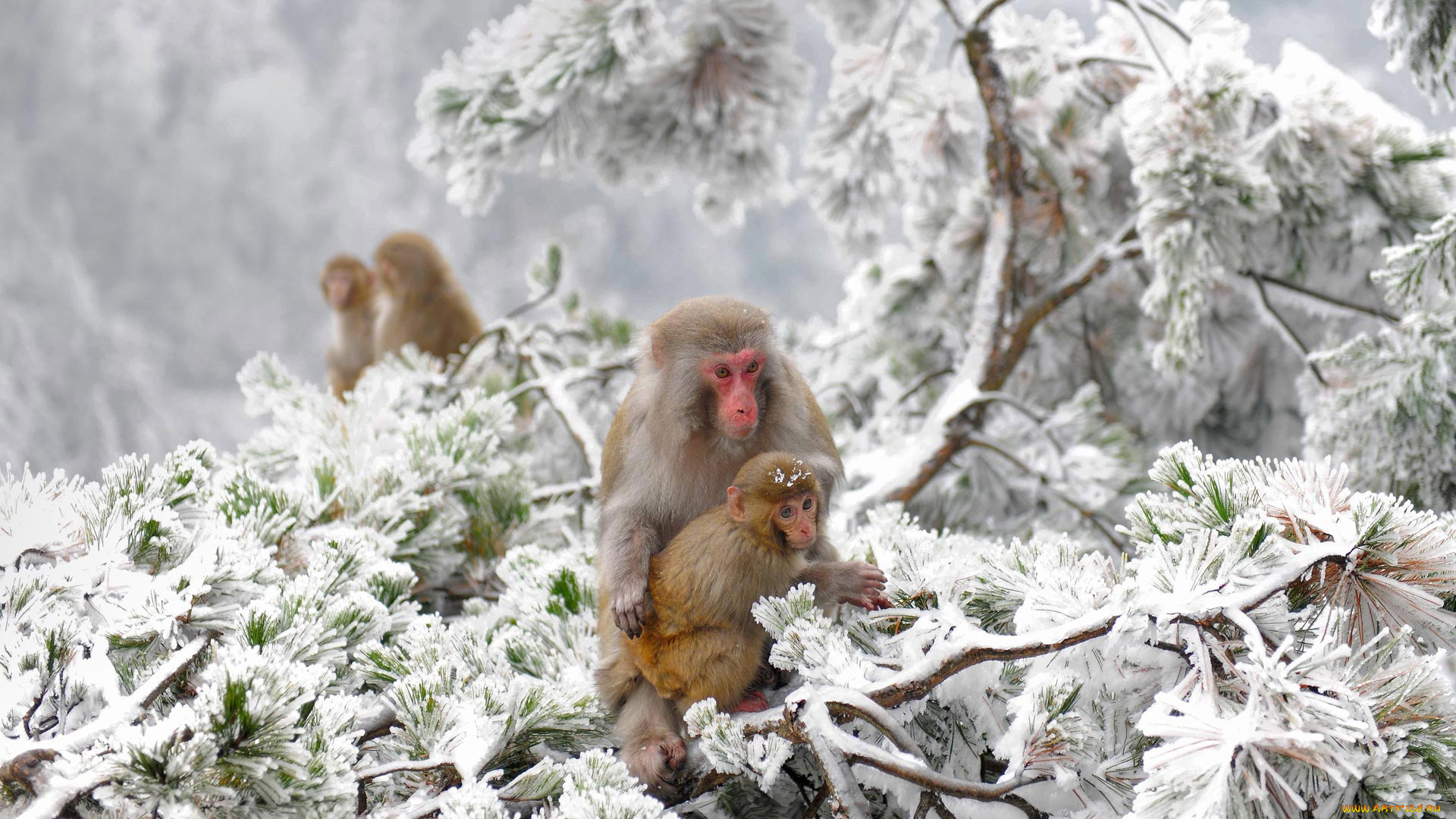 животные, обезьяны, снег