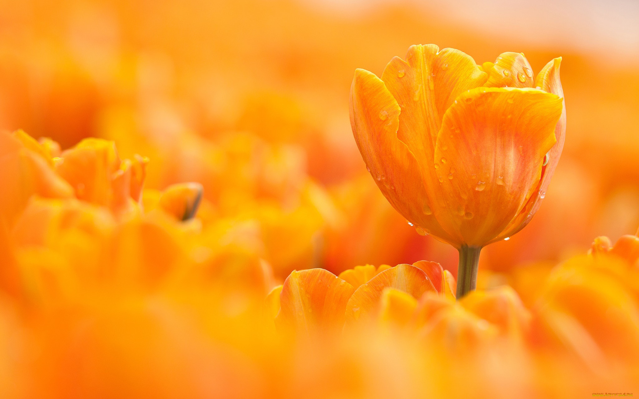 цветы, тюльпаны, капли, оранжевый, макро, тюльпан, цветок