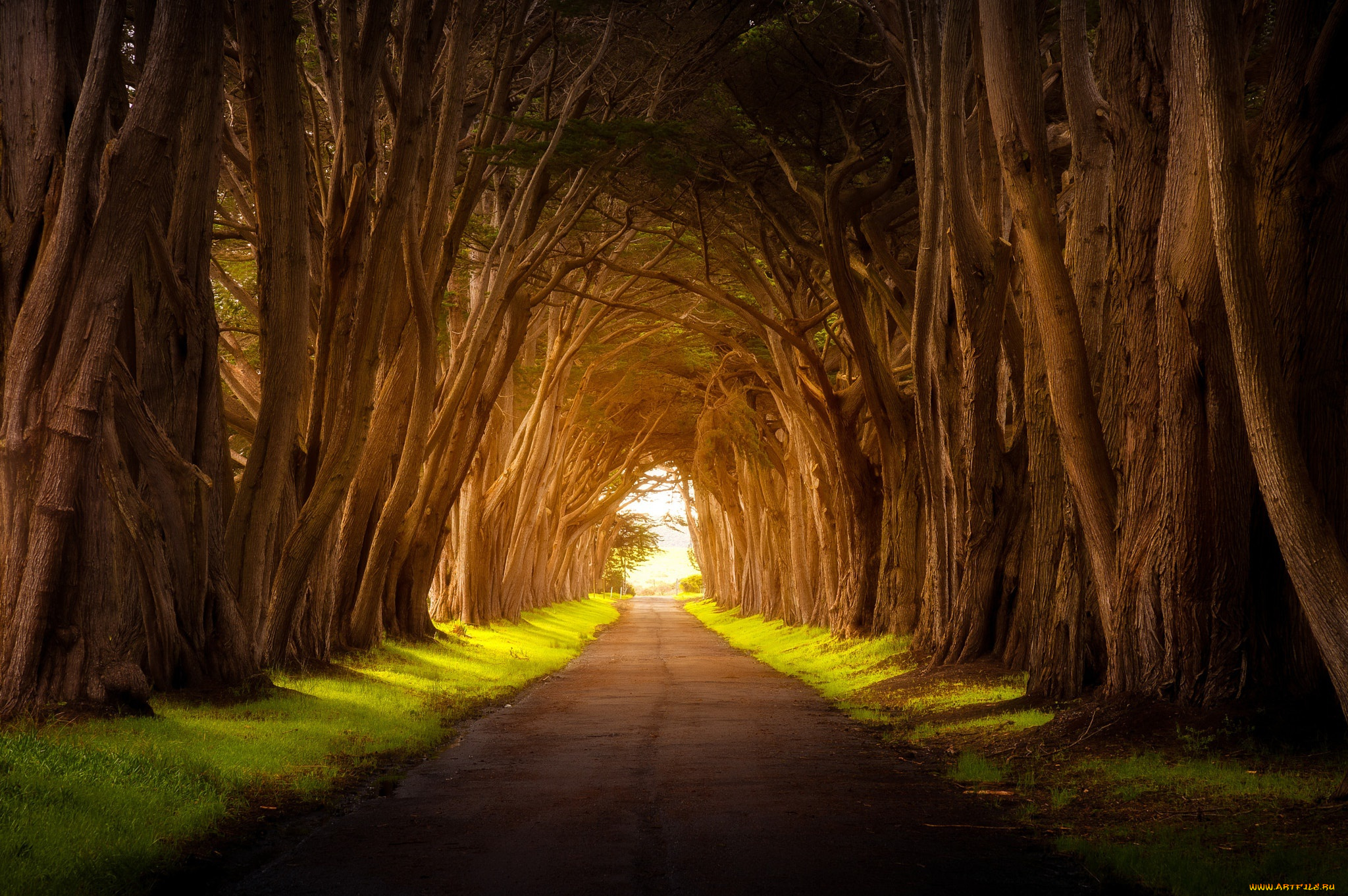 природа, дороги, дорога, деревья, свет