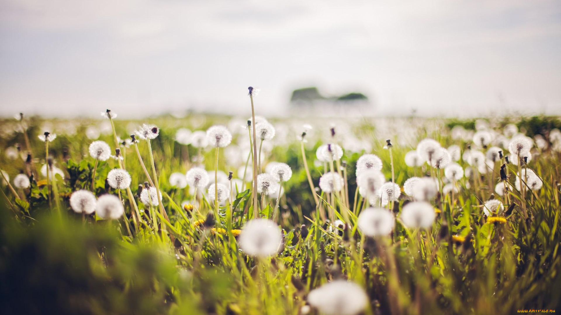 цветы, одуванчики, белые, поле, трава