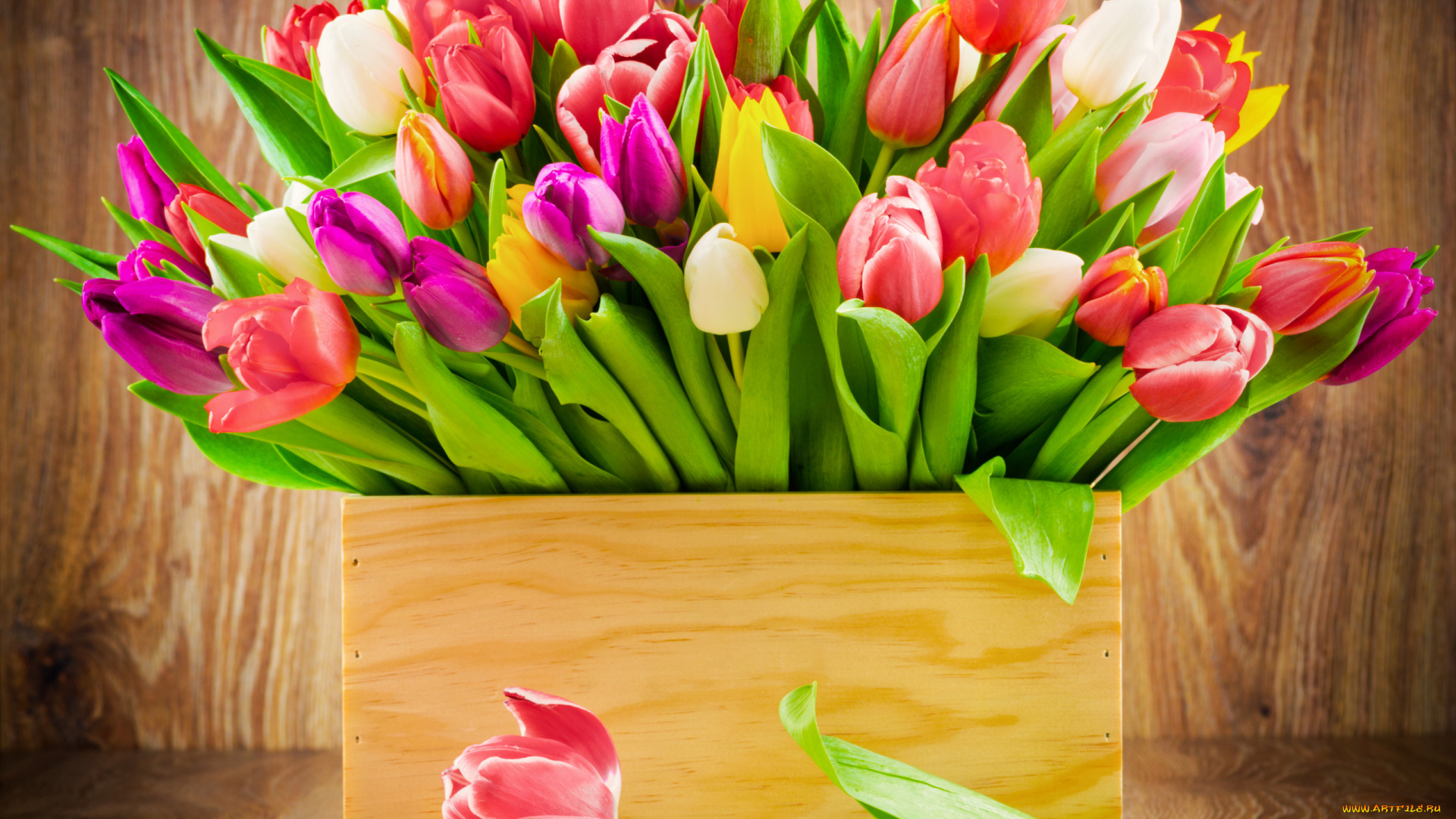цветы, тюльпаны, букет, тюльпанов, коробка, радужные, цвета