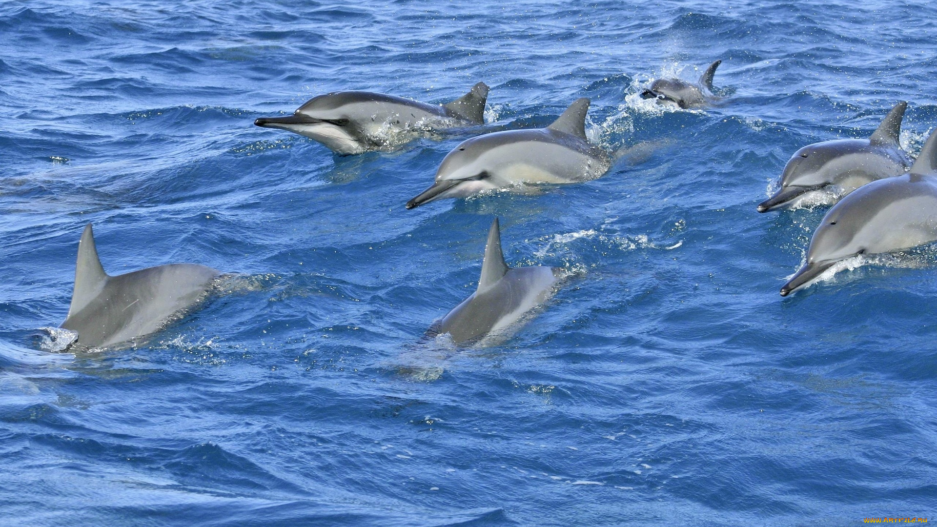 животные, дельфины, море, волны