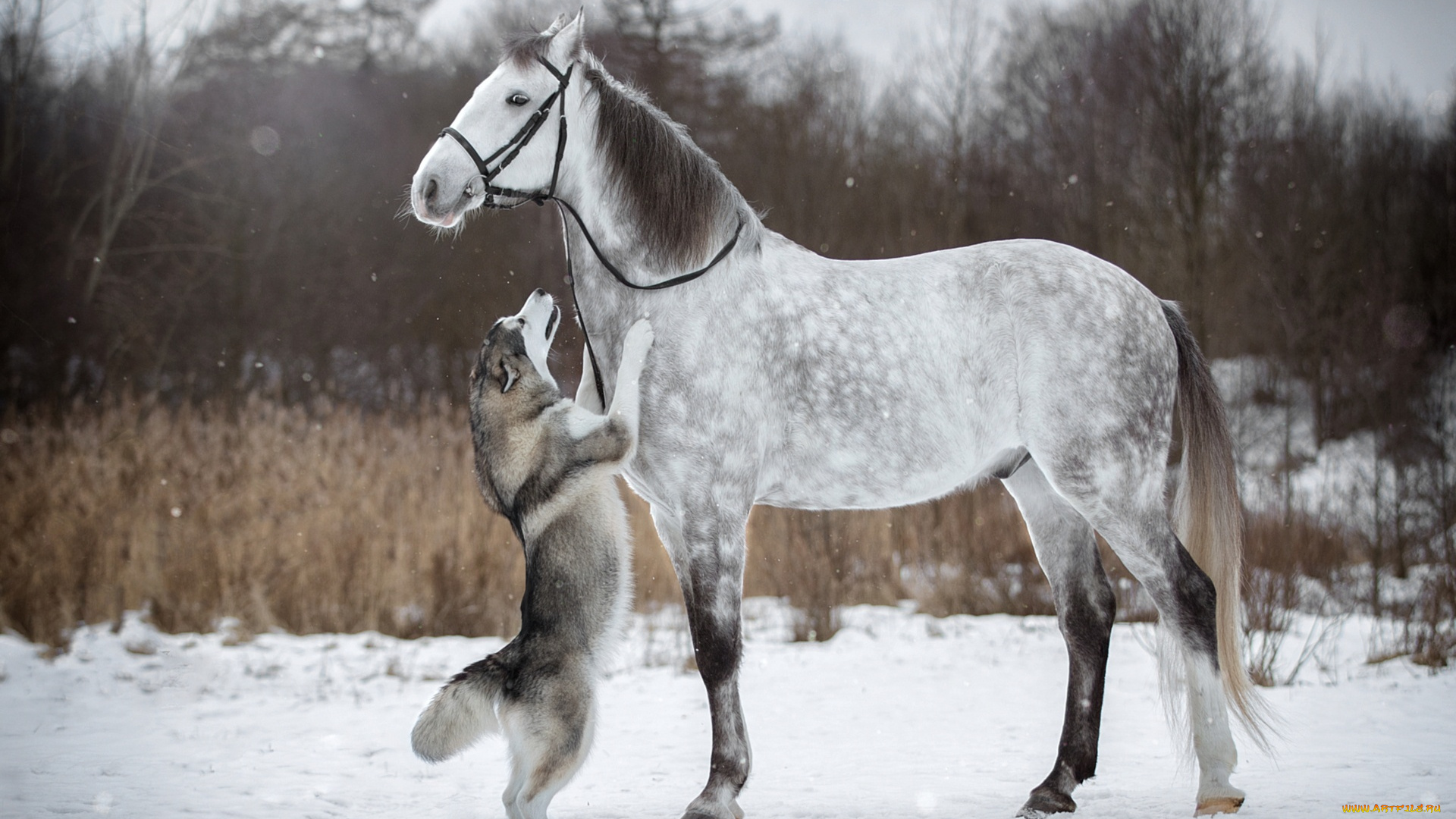 животные, разные, вместе, конь, хаски, снег, зима, стойка, собака, лошадь, уздечка