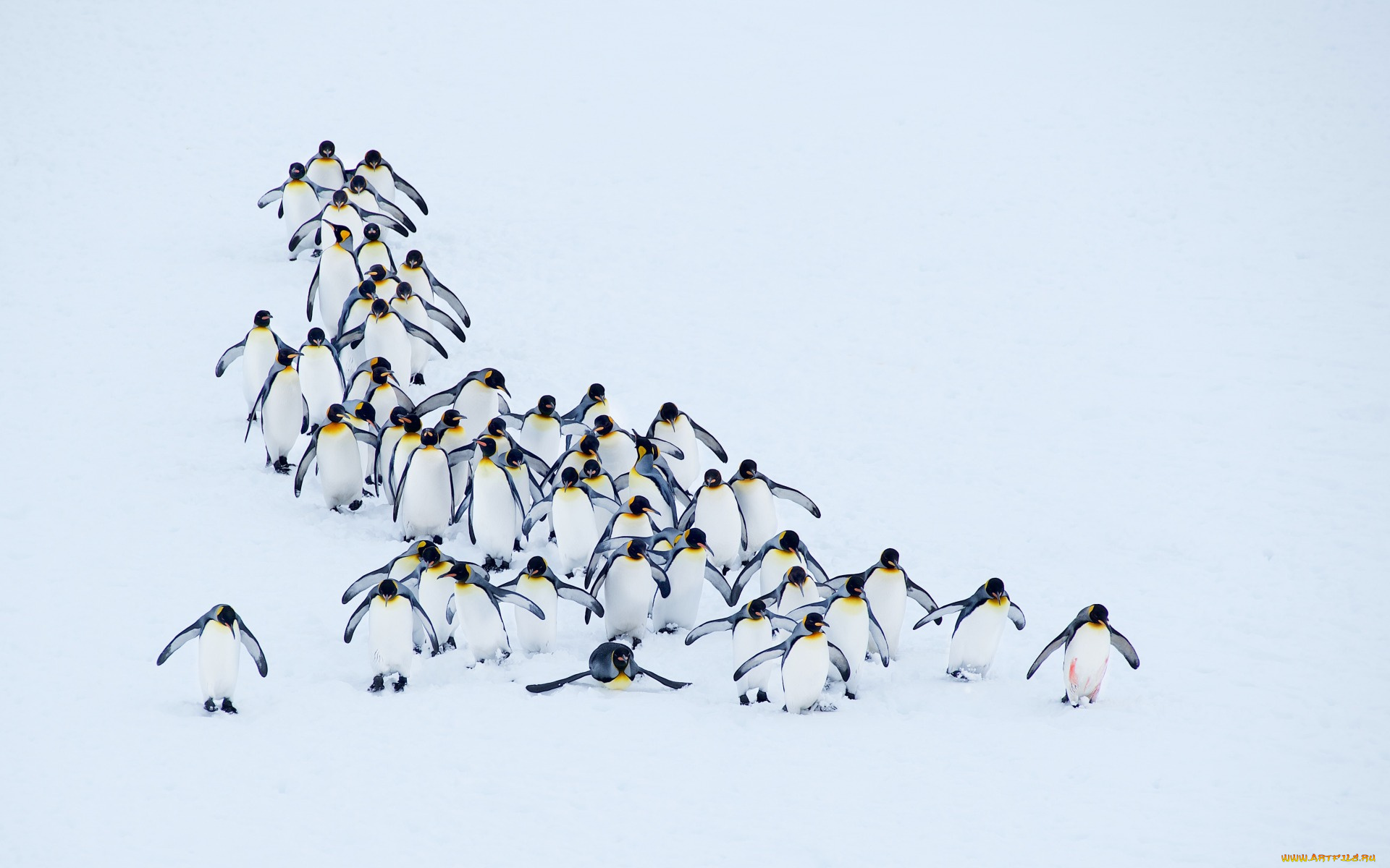 животные, пингвины, природа, снег