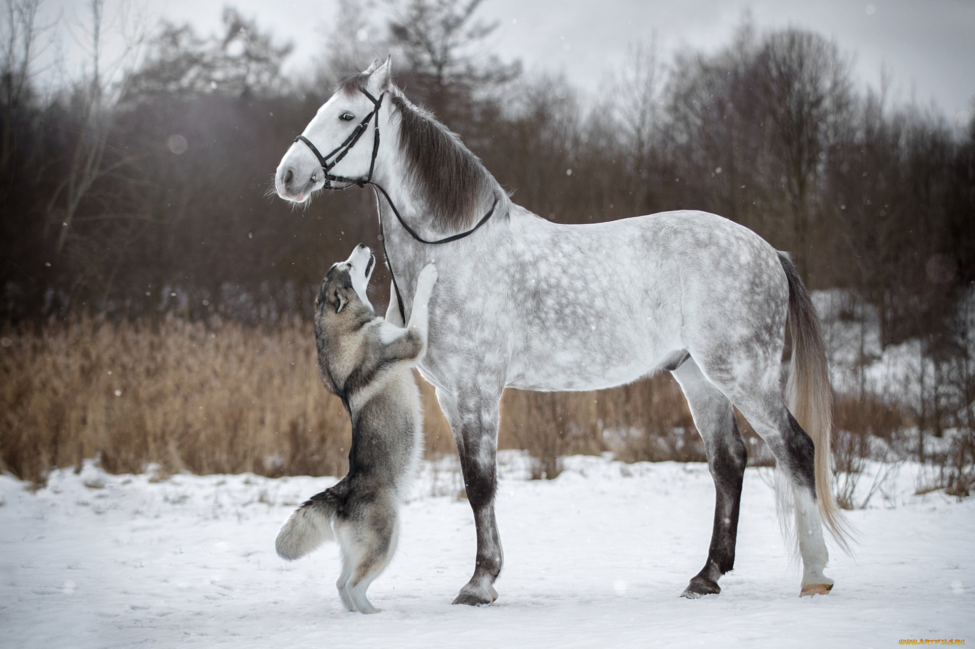 животные, разные, вместе, конь, хаски, снег, зима, стойка, собака, лошадь, уздечка