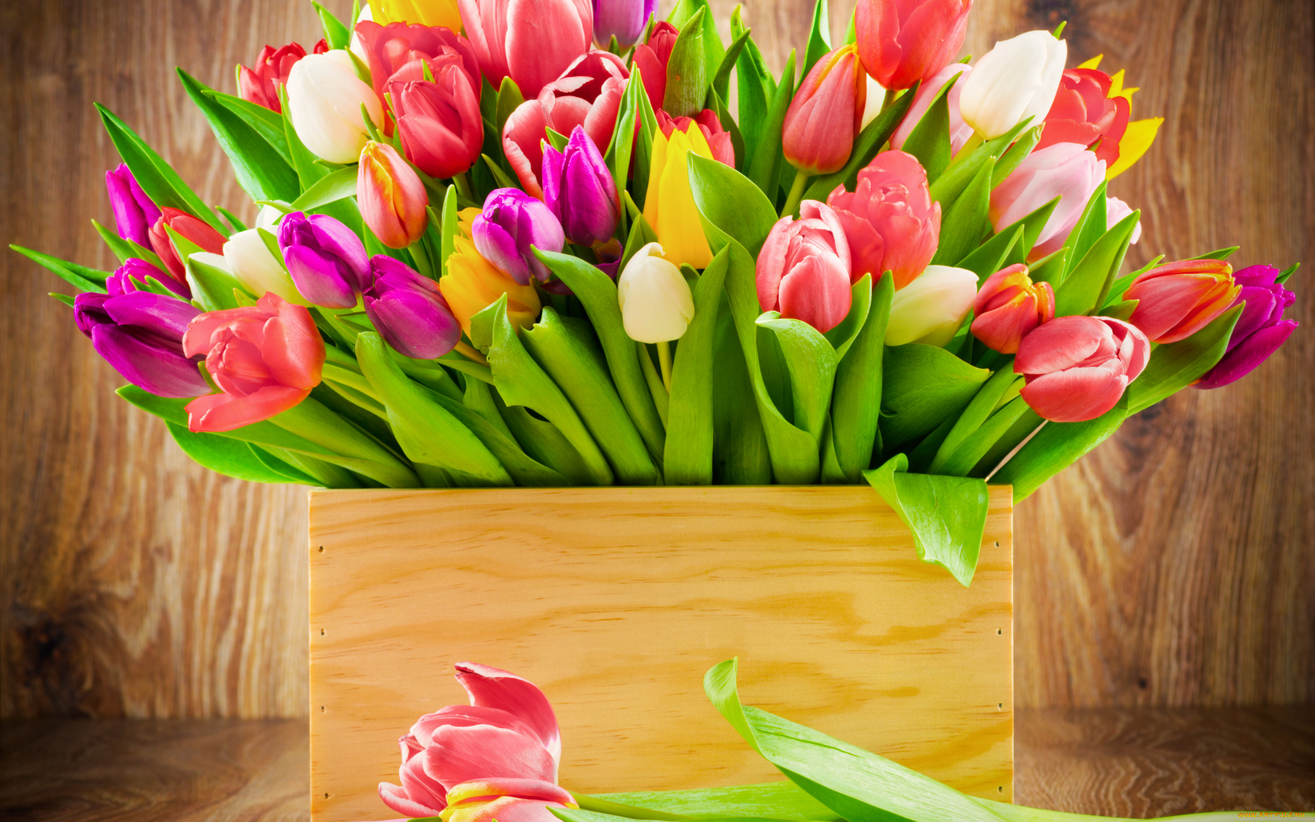 цветы, тюльпаны, букет, тюльпанов, коробка, радужные, цвета